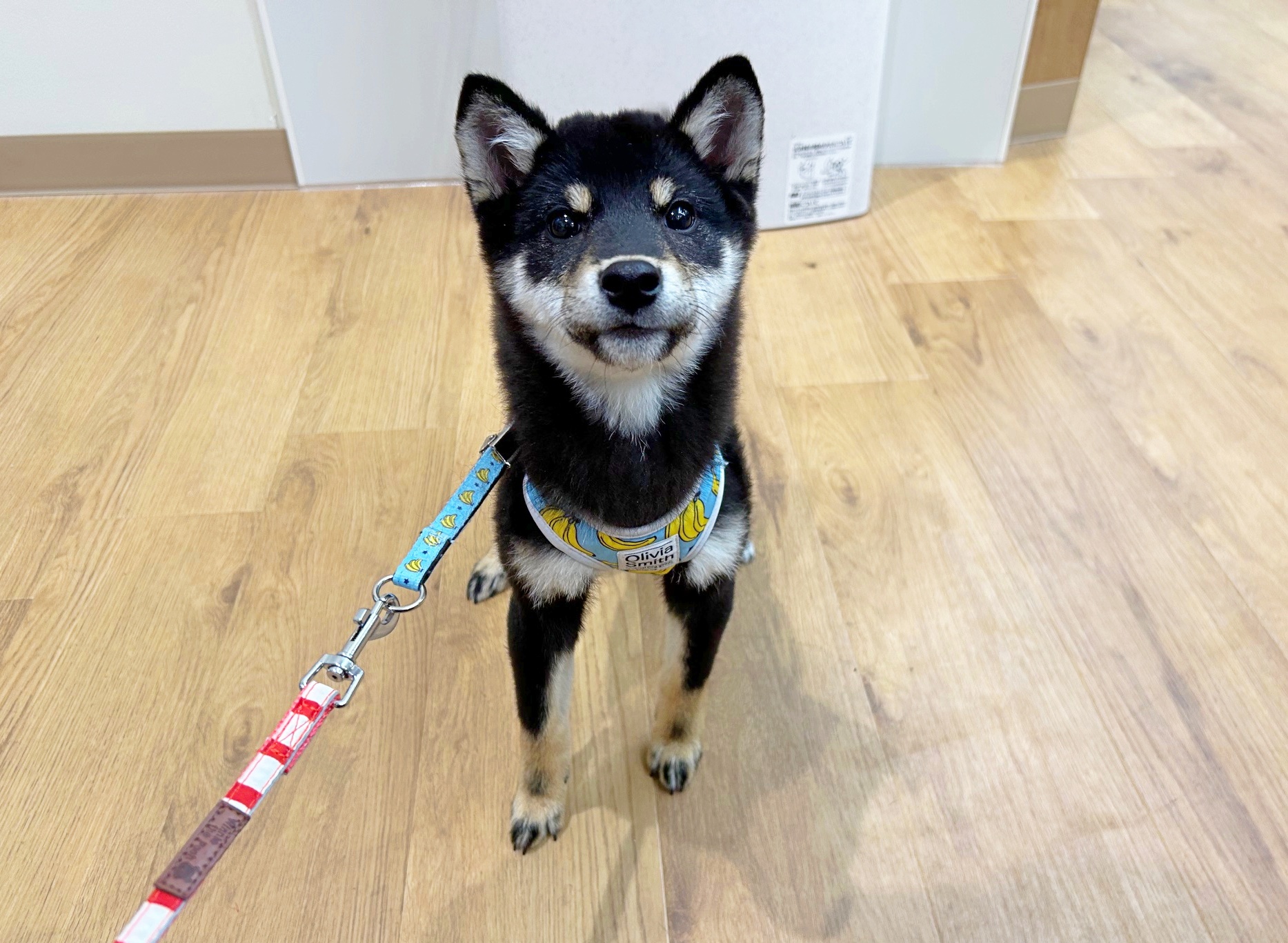 滋賀県の柴犬(標準サイズ) (ペッツワン堅田店/2025年9月18日生まれ/女の子/ブラック)の子犬の3枚目の画像