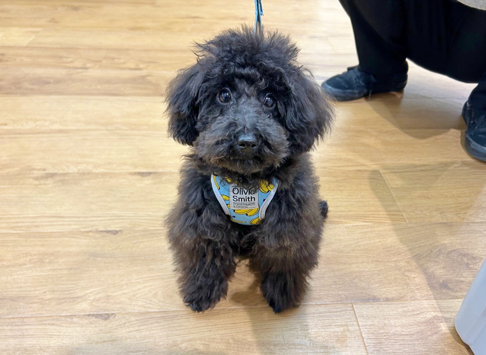 滋賀県のトイプードル(トイ) (ペッツワン堅田店/2025年8月7日生まれ/男の子/ブラック)の子犬