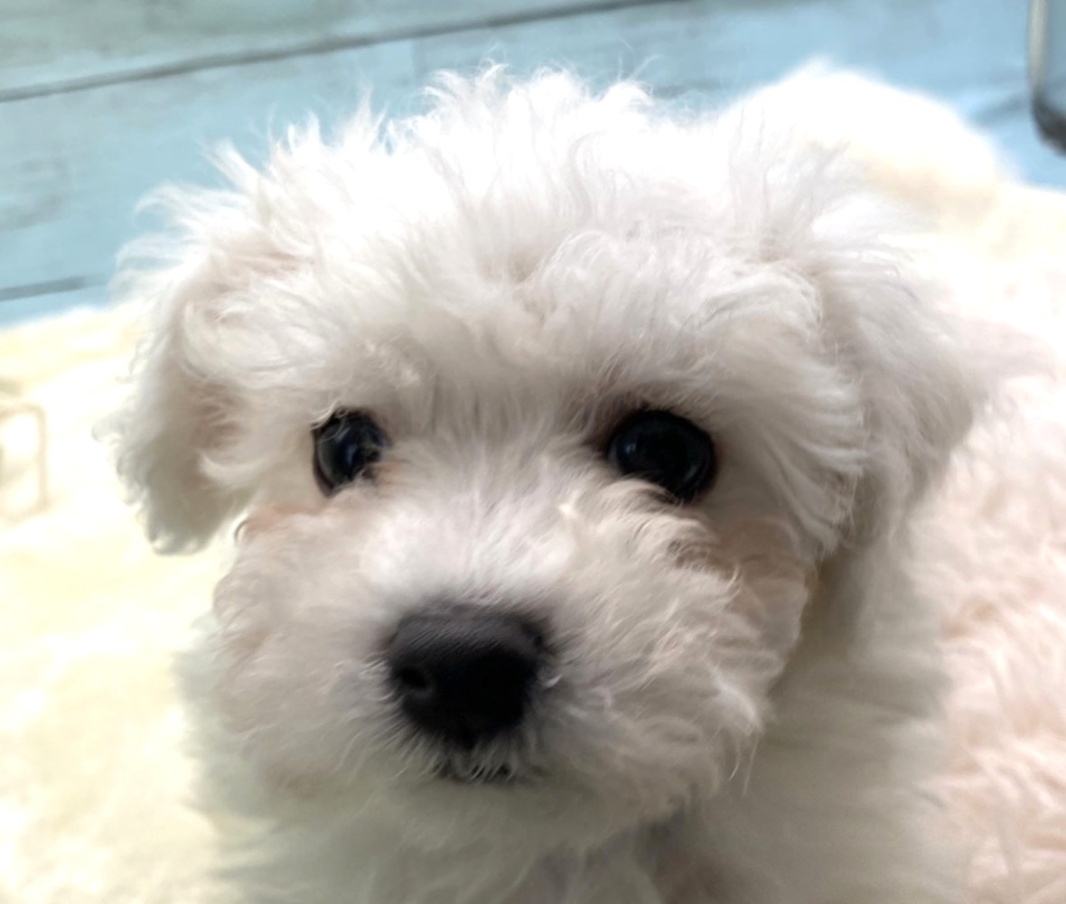 静岡県のビションフリーゼ (ペッツワン藤枝店/2025年11月28日生まれ/男の子/ホワイト)の子犬