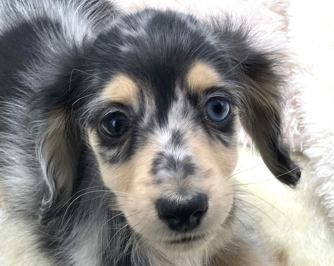 静岡県のミニチュアダックスフンド(ロング) (ペッツワン藤枝店/2025年12月2日生まれ/女の子/その他色)の子犬