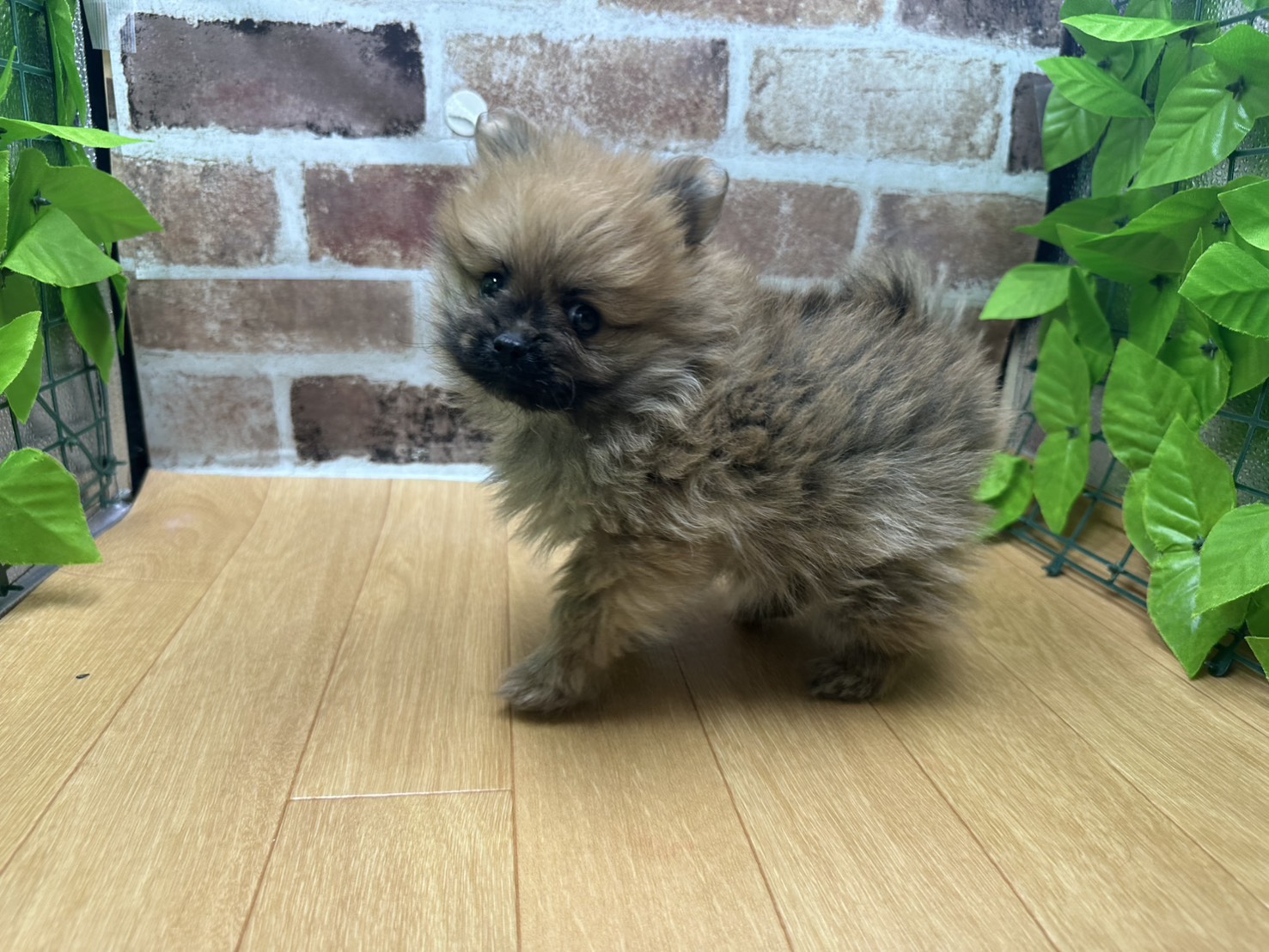 福島県のポメラニアン (ペッツワン白河モール店/2025年12月4日生まれ/男の子/オレンジ)の子犬の3枚目の画像