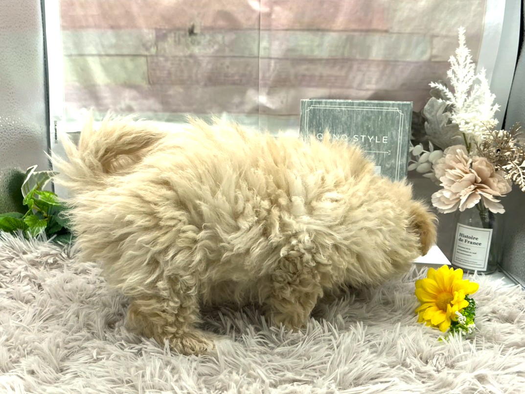 静岡県のハーフ犬・ミックス犬 (ペッツワン掛川店/2025年11月25日生まれ/女の子/クリーム)の子犬の2枚目の画像