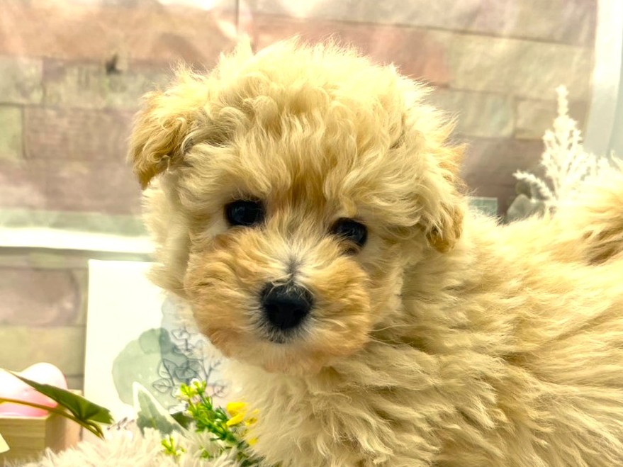 静岡県のハーフ犬・ミックス犬 (ペッツワン掛川店/2025年11月25日生まれ/女の子/クリーム)の子犬の1枚目の画像