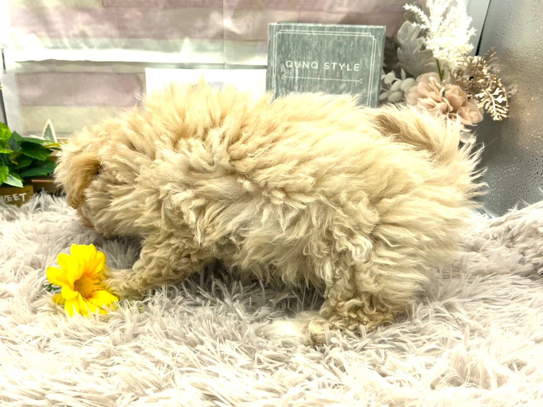 静岡県のハーフ犬・ミックス犬 (ペッツワン掛川店/2025年11月25日生まれ/女の子/クリーム)の子犬の3枚目の画像