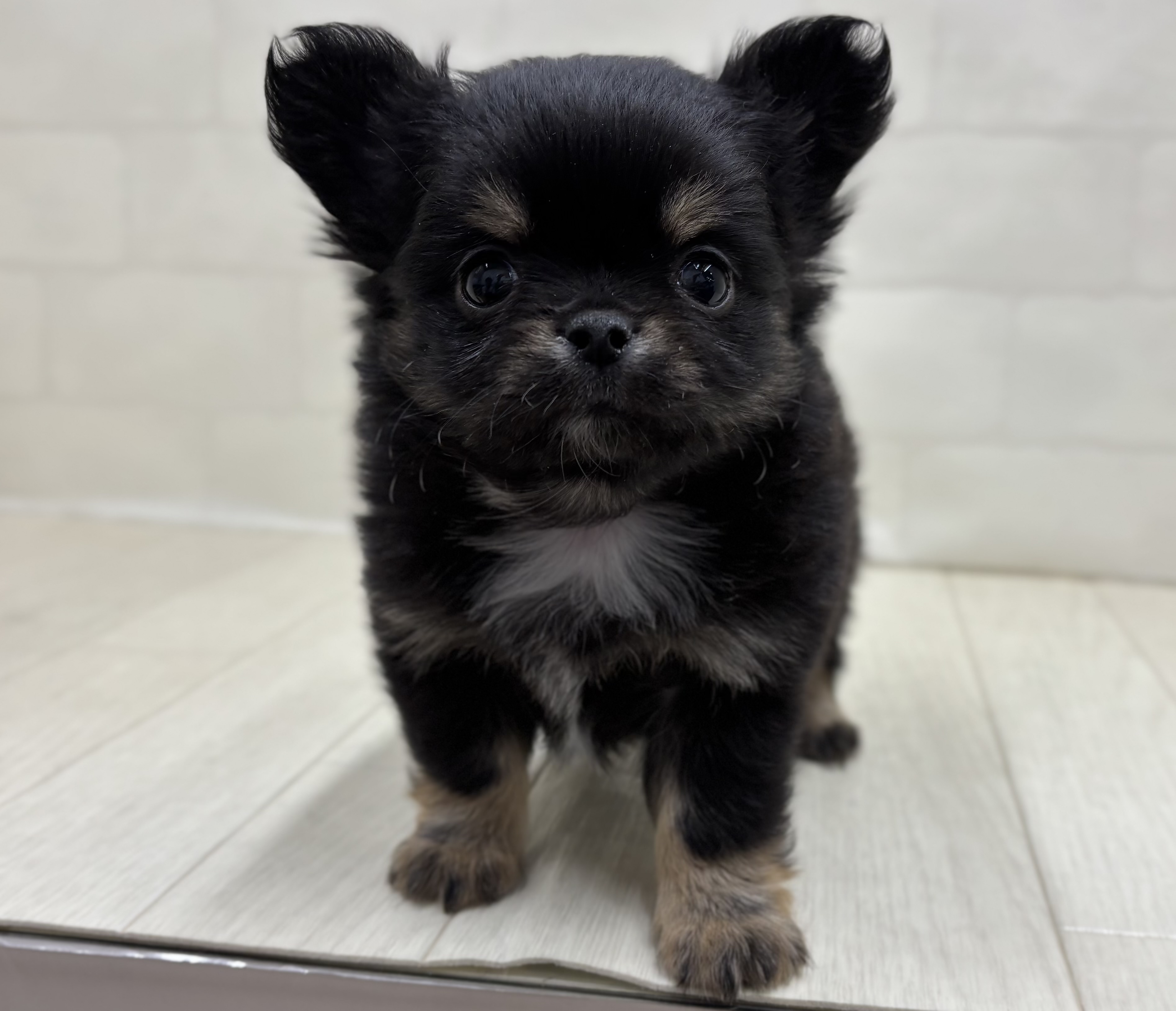 埼玉県のチワワ(ロング) (ペッツワン大利根店/2025年12月9日生まれ/男の子/ブラックタン)の子犬