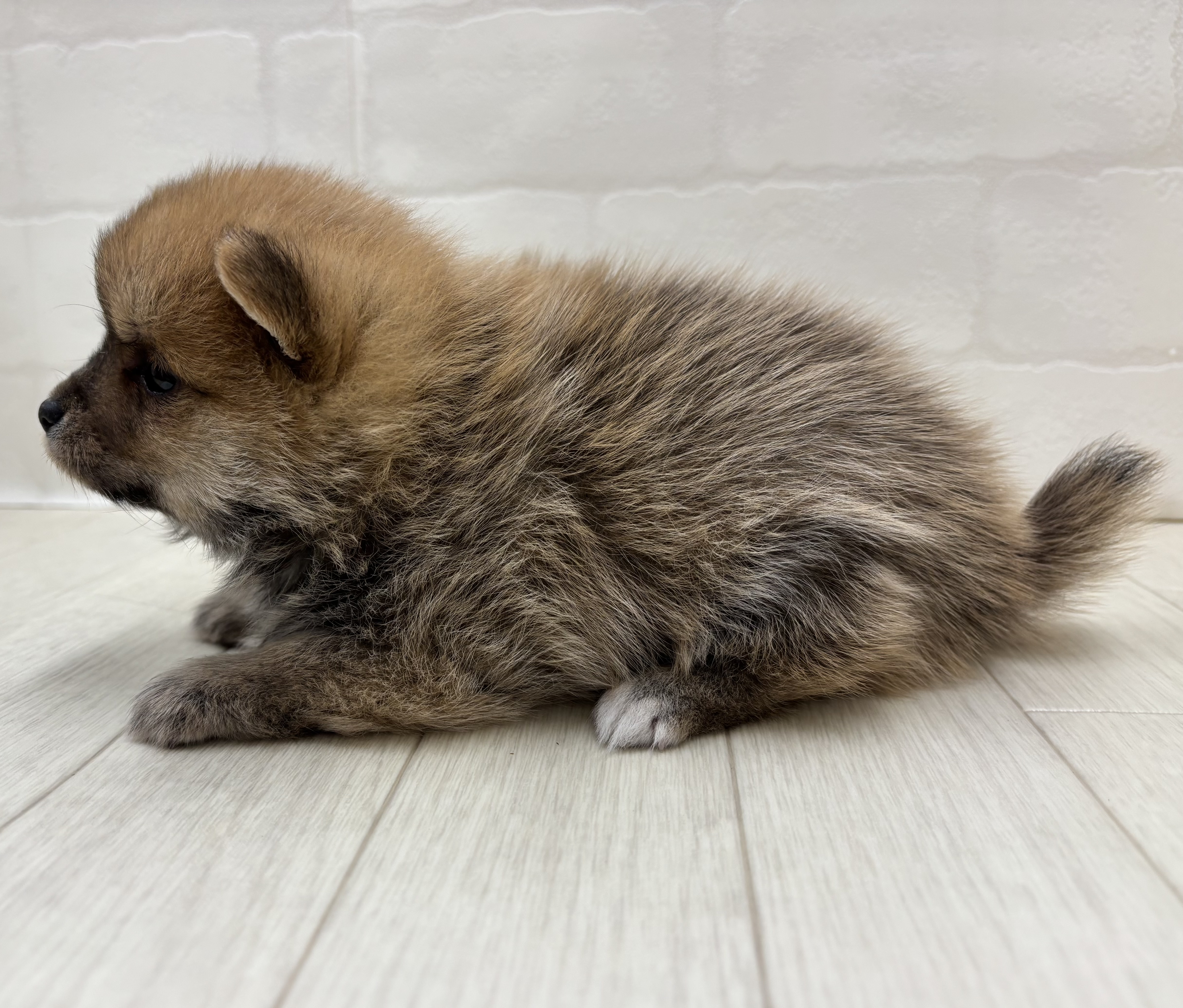 埼玉県のハーフ犬・ミックス犬 (ペッツワン大利根店/2025年12月9日生まれ/女の子/赤)の子犬の3枚目の画像