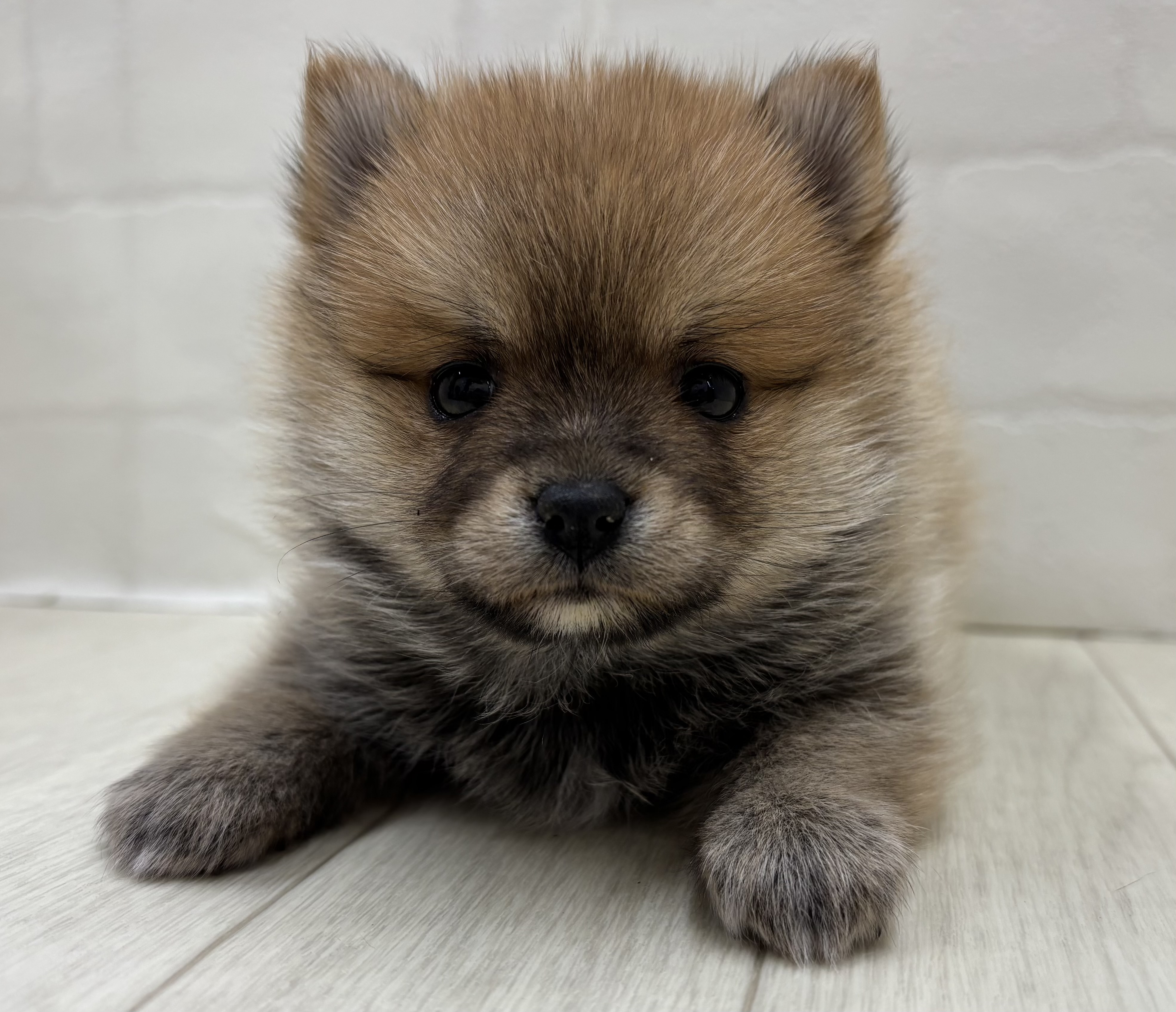 埼玉県のハーフ犬・ミックス犬 (ペッツワン大利根店/2025年12月9日生まれ/女の子/赤)の子犬の1枚目の画像