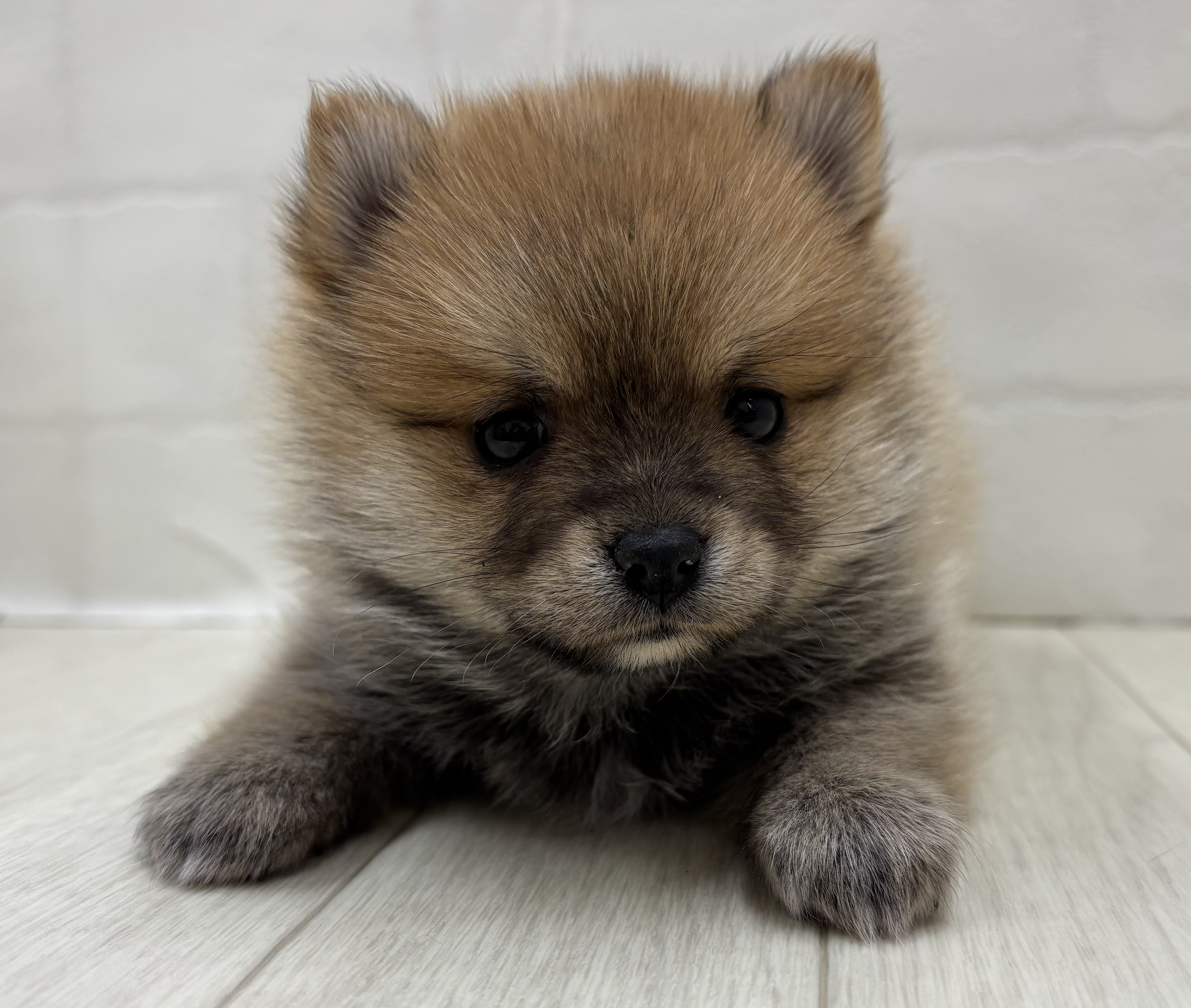 埼玉県のハーフ犬・ミックス犬 (ペッツワン大利根店/2025年12月9日生まれ/女の子/赤)の子犬の2枚目の画像