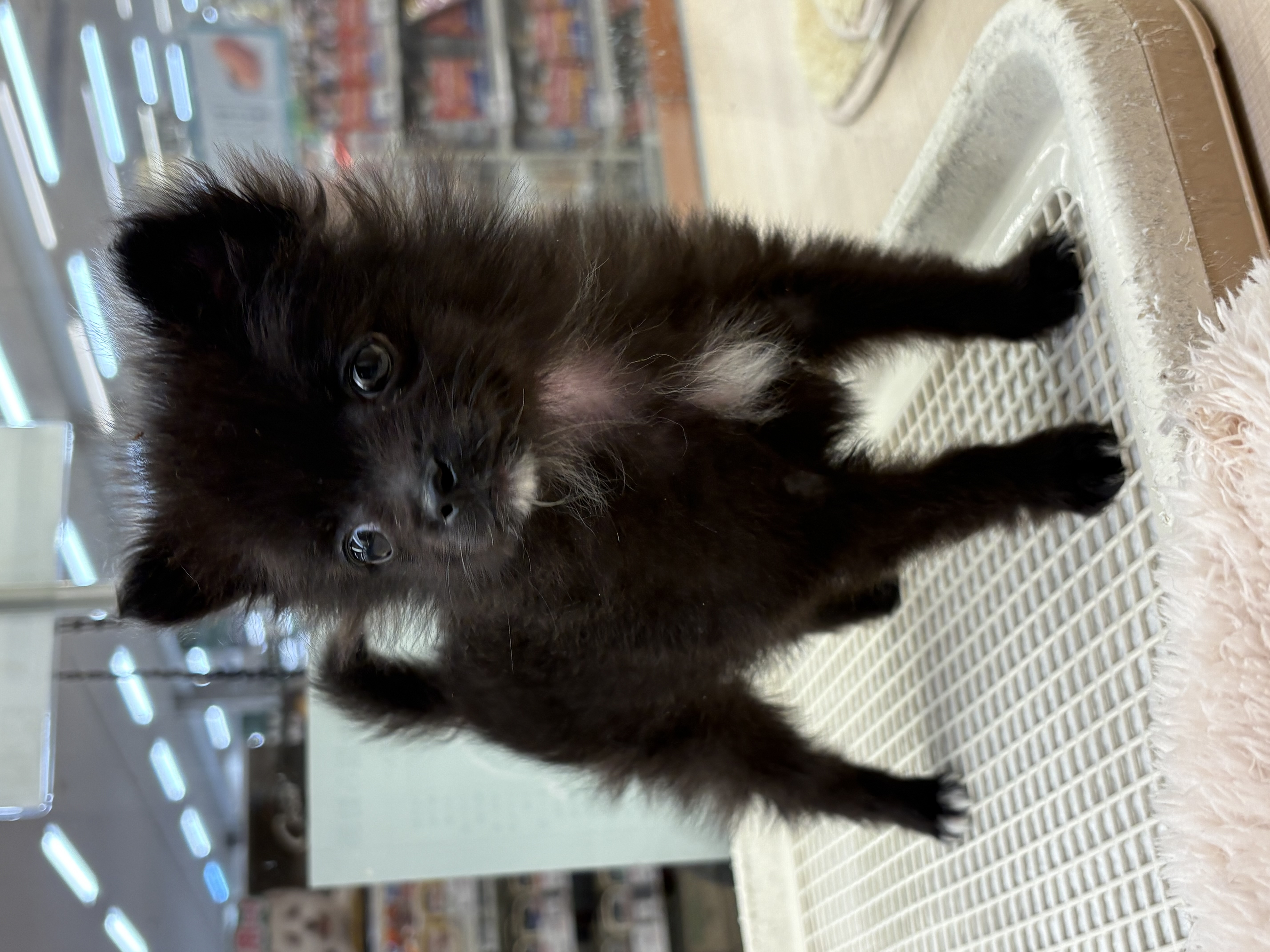 千葉県のハーフ犬・ミックス犬 (ペッツワン佐倉店/2025年12月5日生まれ/男の子/ブラック)の子犬