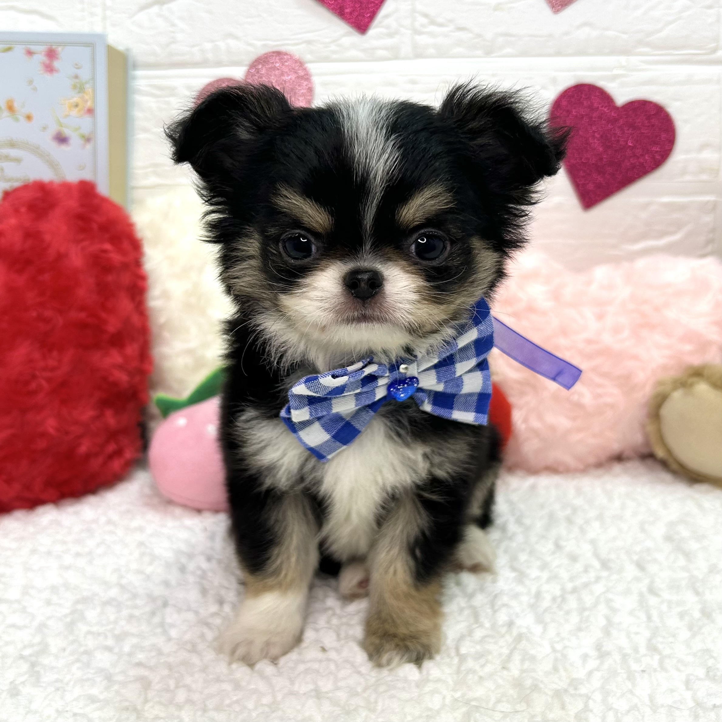 大阪府のチワワ(ロング) (ペッツワン東大阪店/2025年12月11日生まれ/男の子/ブラックタンホワイト)の子犬の3枚目の画像