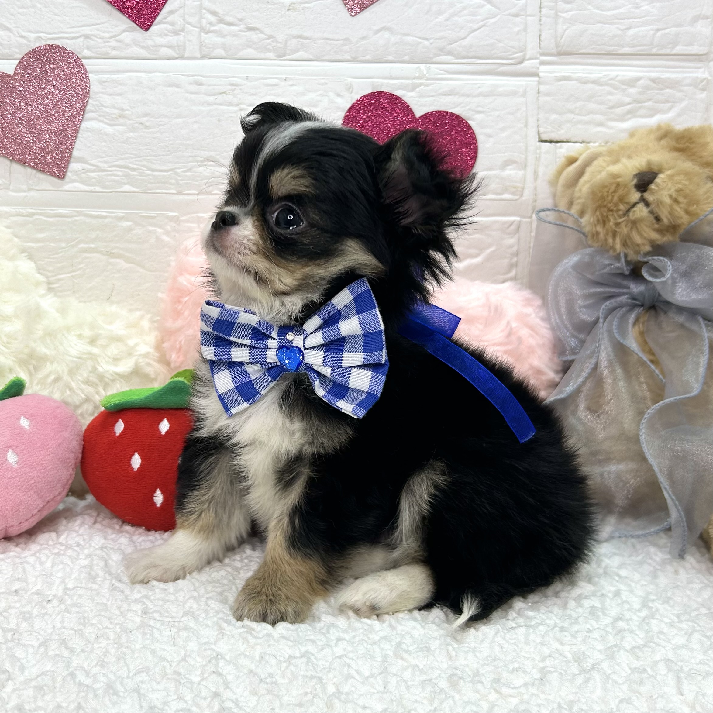 大阪府のチワワ(ロング) (ペッツワン東大阪店/2025年12月11日生まれ/男の子/ブラックタンホワイト)の子犬の2枚目の画像