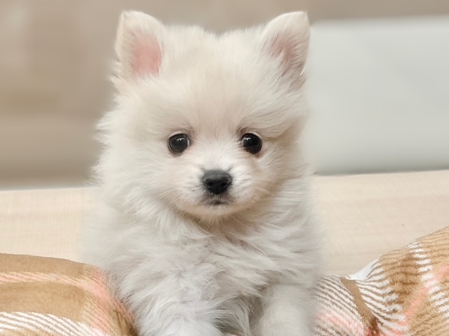 福島県のポメラニアン (ペッツワン郡山富田店/2025年11月29日生まれ/女の子/クリーム)の子犬