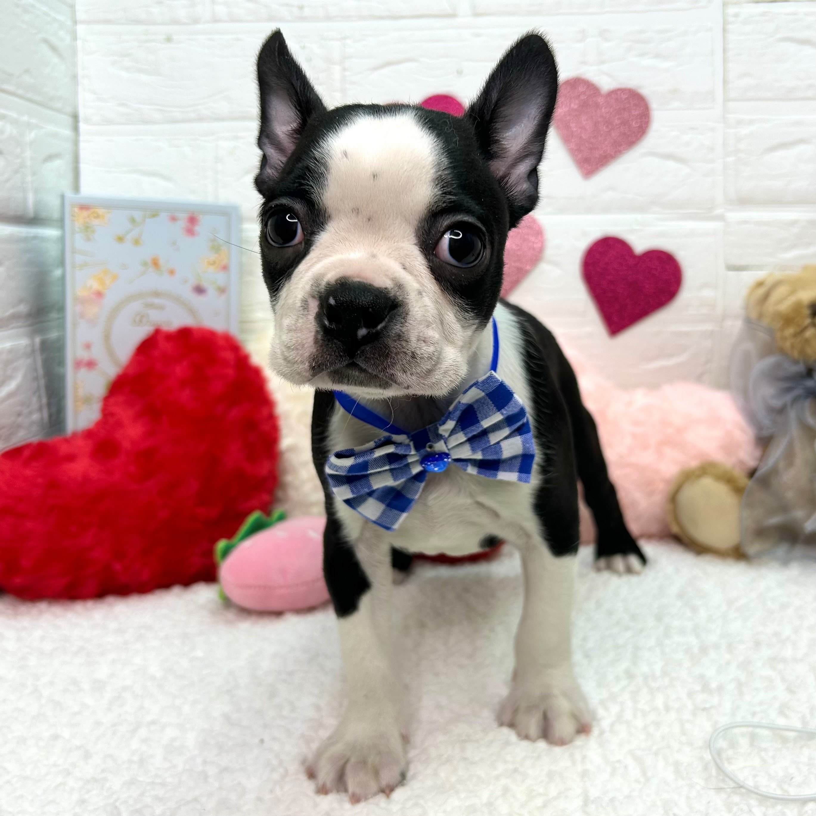 大阪府のボストンテリア (ペッツワン東大阪店/2025年12月10日生まれ/男の子/ボストンカラー)の子犬