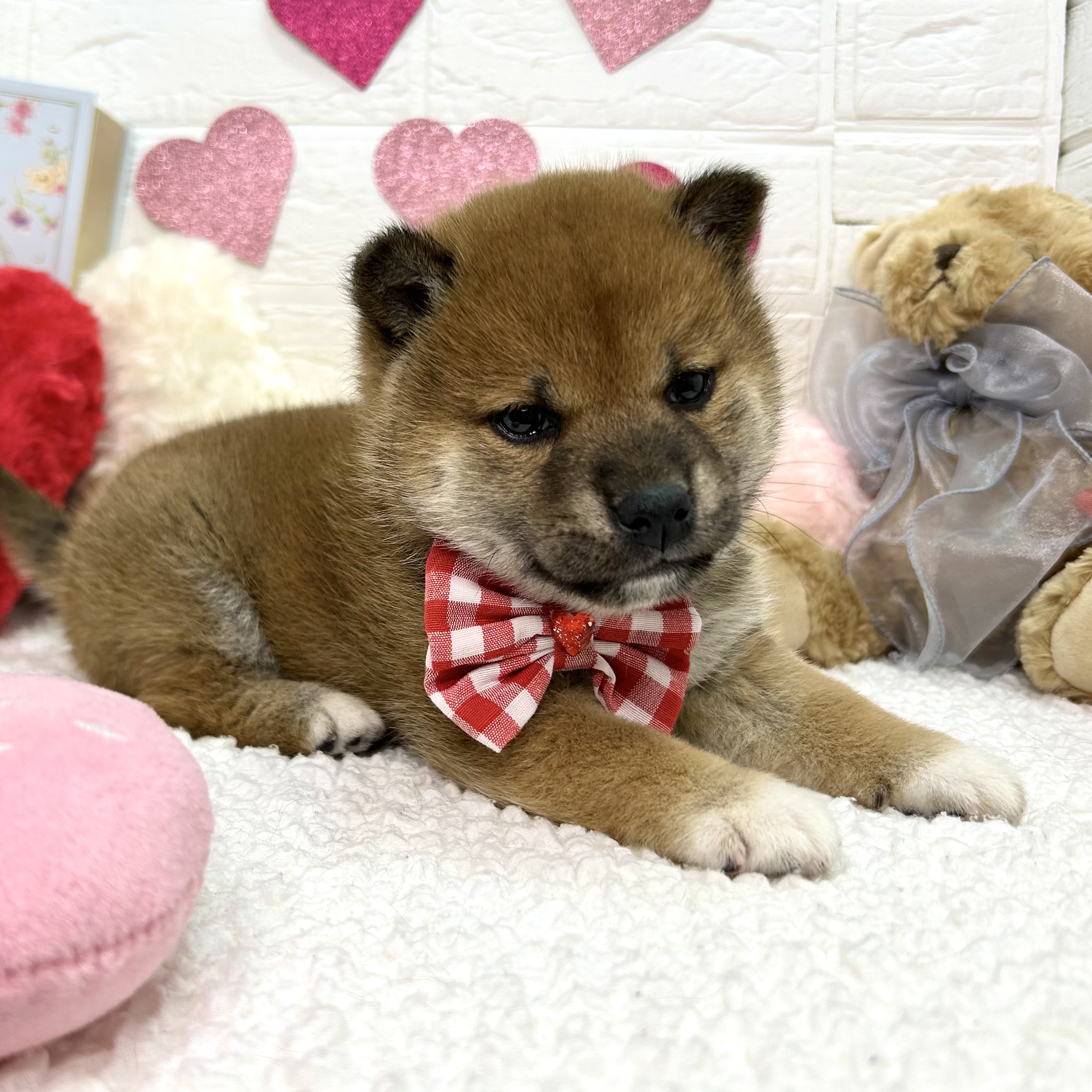 大阪府の柴犬(標準サイズ) (ペッツワン東大阪店/2025年12月11日生まれ/女の子/赤)の子犬の3枚目の画像