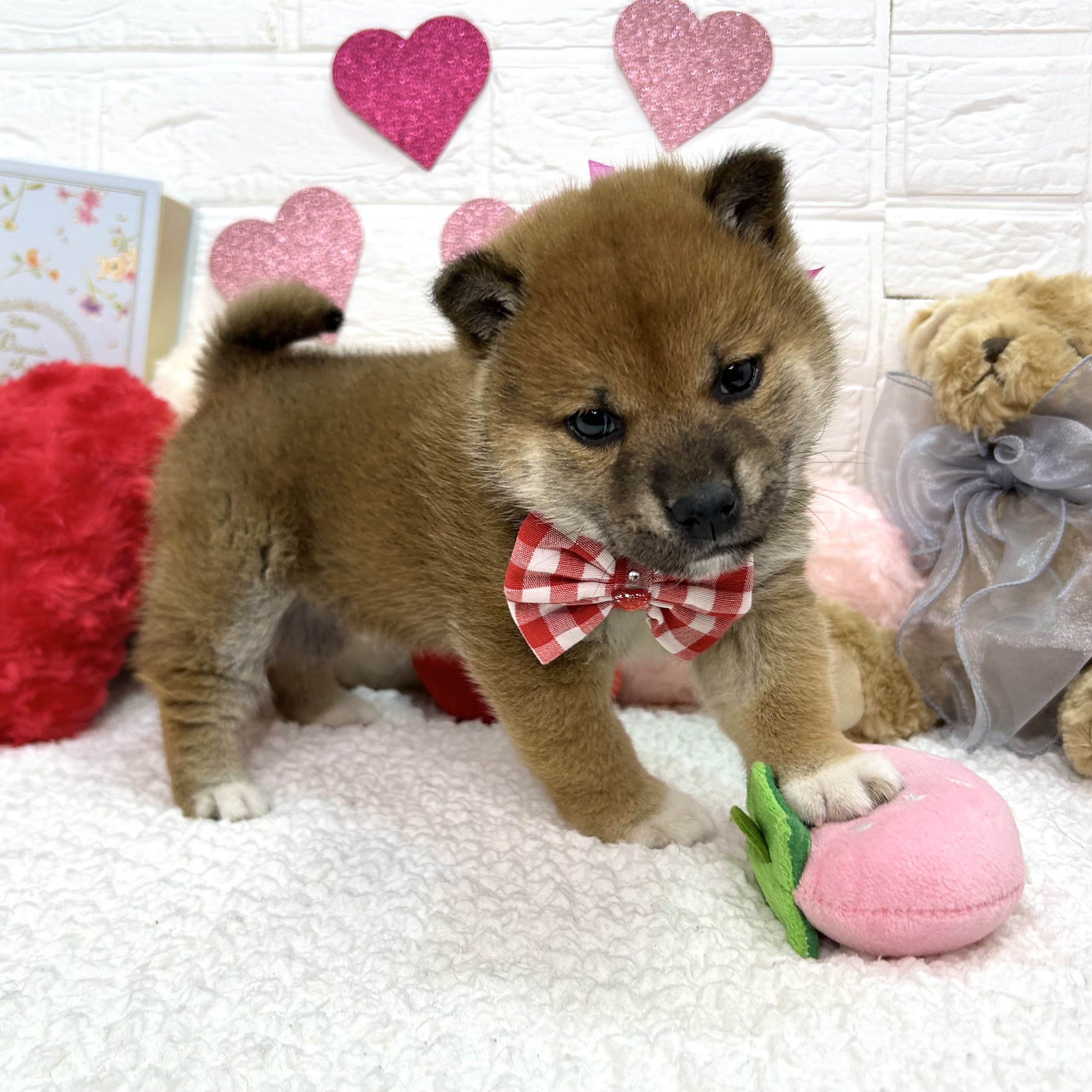 大阪府の柴犬(標準サイズ) (ペッツワン東大阪店/2025年12月11日生まれ/女の子/赤)の子犬の2枚目の画像