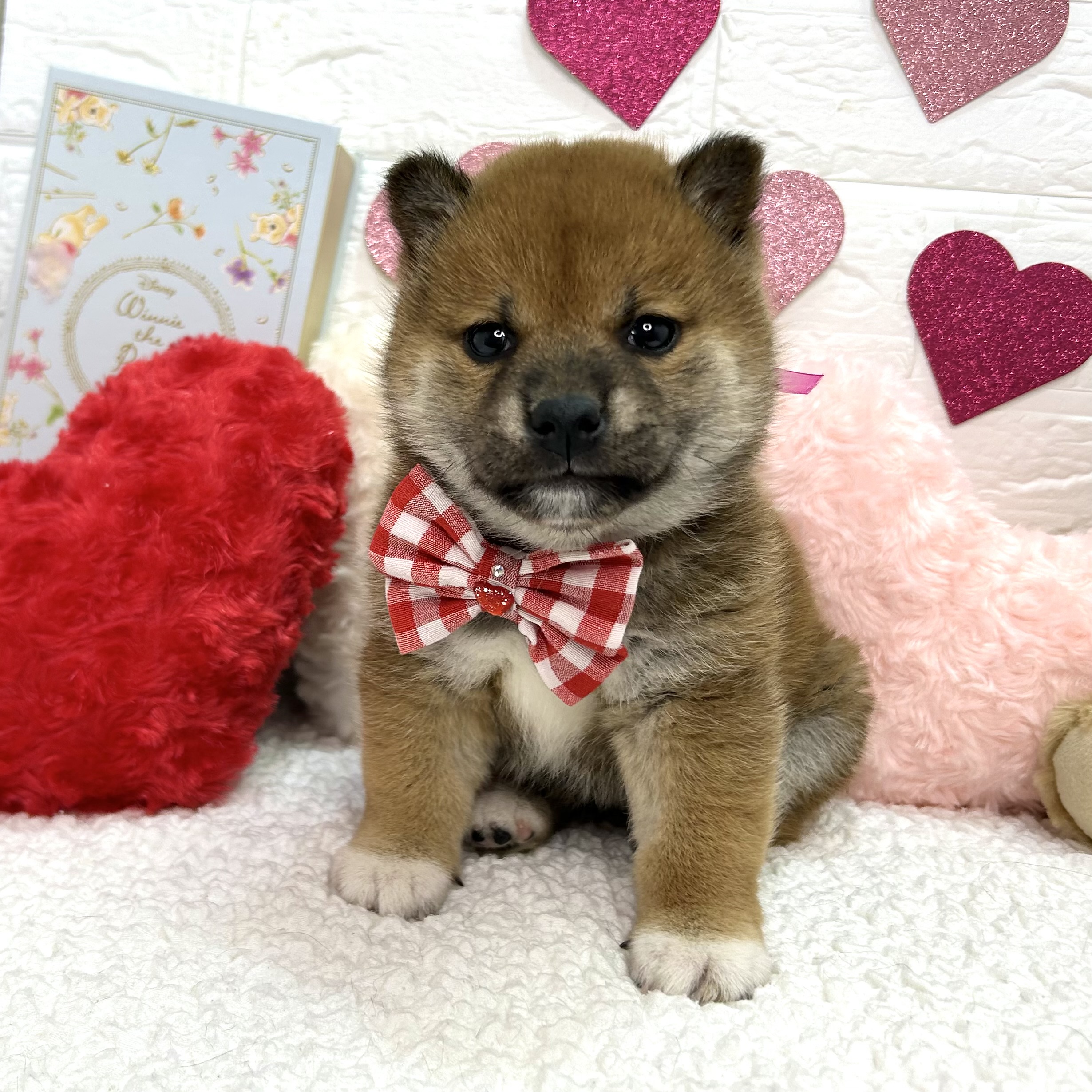 大阪府の柴犬(標準サイズ) (ペッツワン東大阪店/2025年12月11日生まれ/女の子/赤)の子犬の1枚目の画像