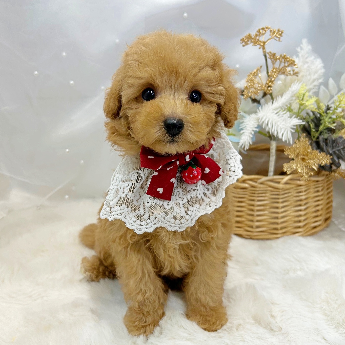 滋賀県のトイプードル(トイ) (ペッツワン堅田店/2025年12月1日生まれ/男の子/オレンジフォーン)の子犬