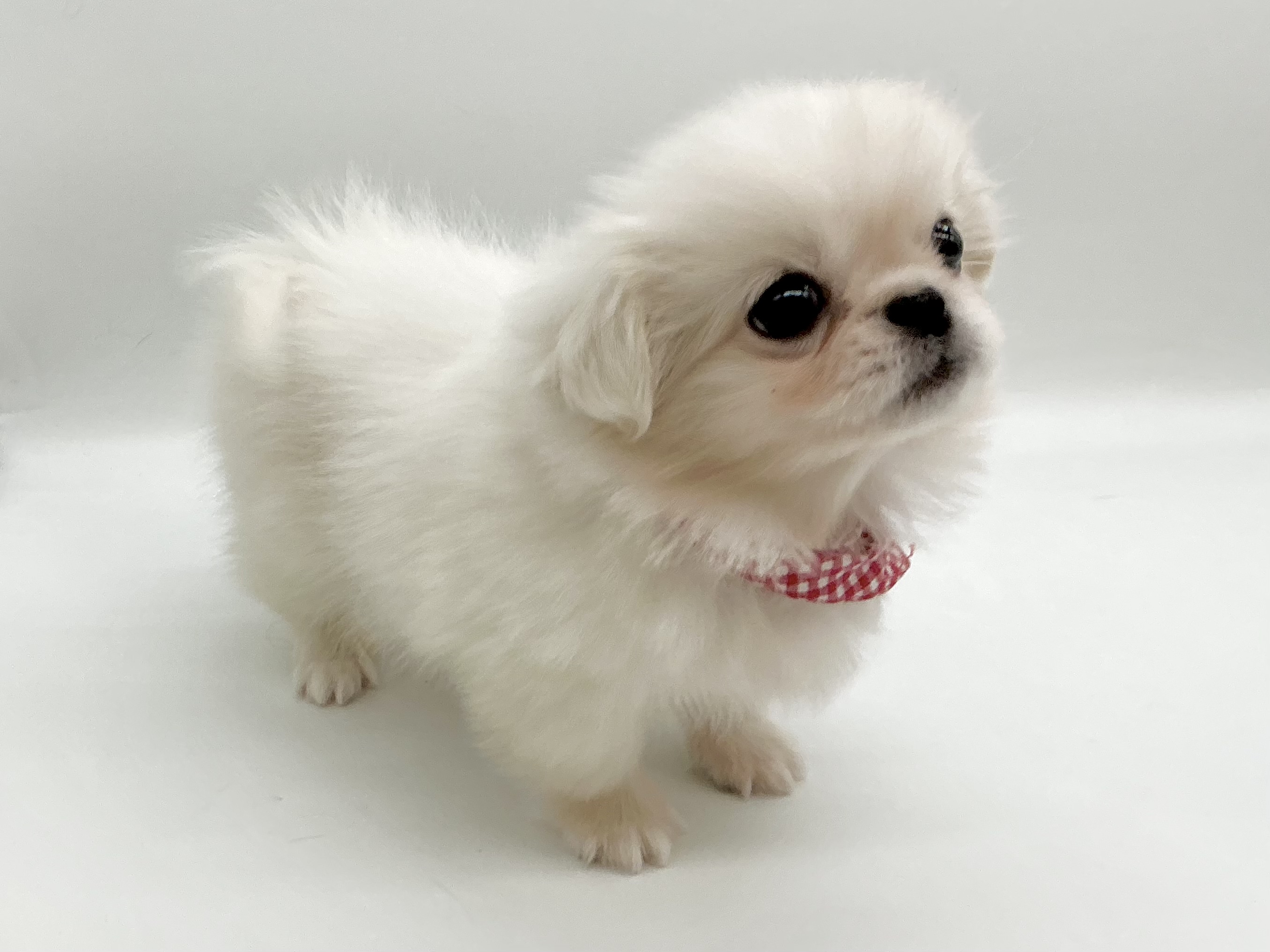 埼玉県のペキニーズ (ペッツワン鶴ヶ島店/2025年12月8日生まれ/女の子/ホワイト)の子犬の2枚目の画像