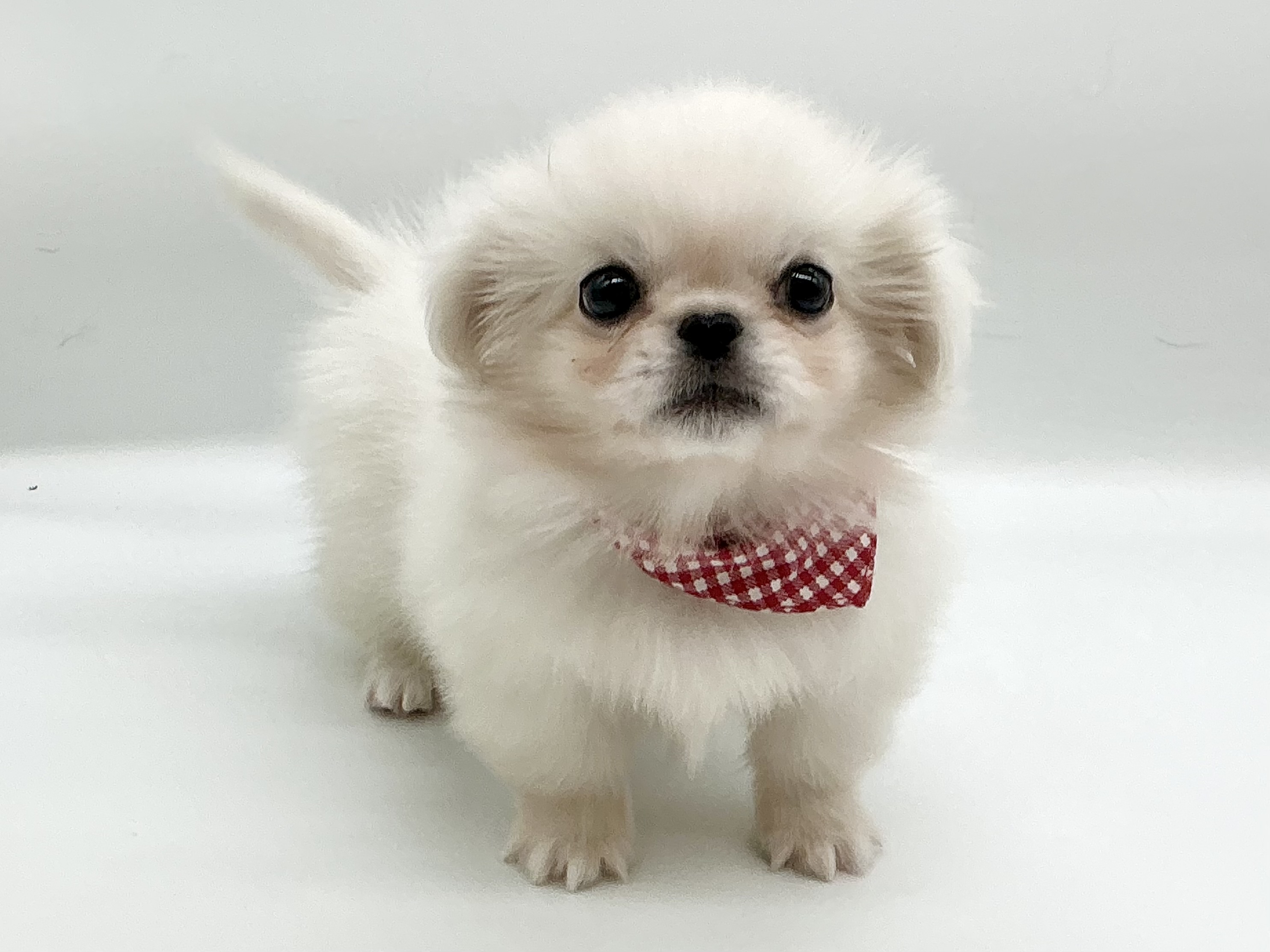 埼玉県のペキニーズ (ペッツワン鶴ヶ島店/2025年12月8日生まれ/女の子/ホワイト)の子犬の1枚目の画像