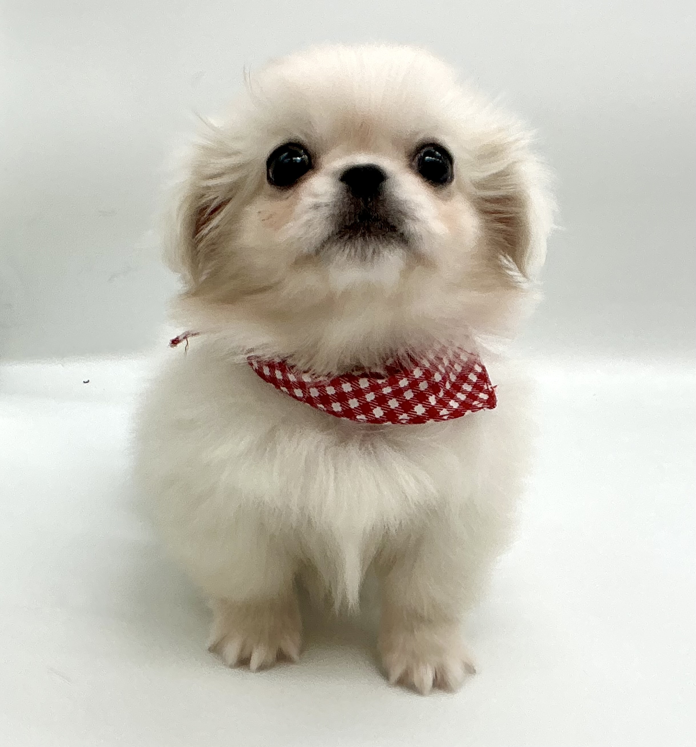 埼玉県のペキニーズ (ペッツワン鶴ヶ島店/2025年12月8日生まれ/女の子/ホワイト)の子犬の3枚目の画像