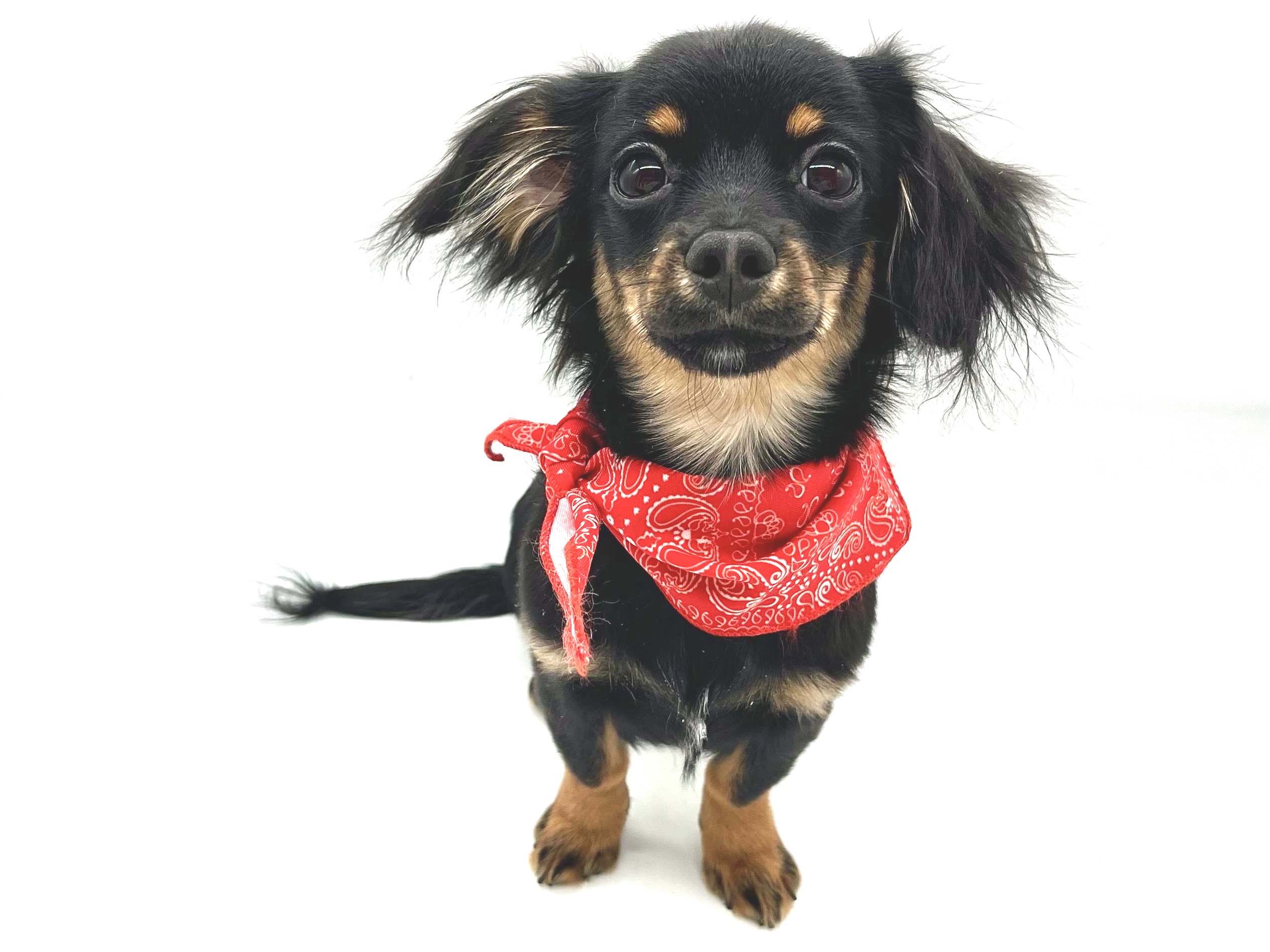 埼玉県のハーフ犬・ミックス犬 (ペッツワンなめがわモール店/2025年8月18日生まれ/男の子/ブラックタン)の子犬