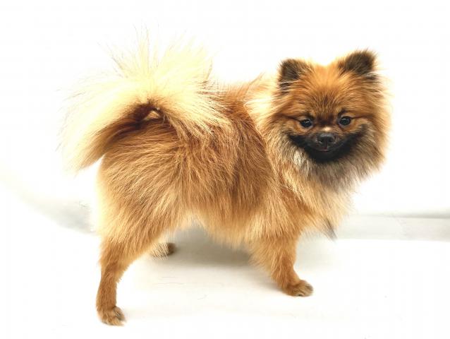 埼玉県のポメラニアン (ペッツワンなめがわモール店/2025年5月27日生まれ/男の子/オレンジセーブル)の子犬