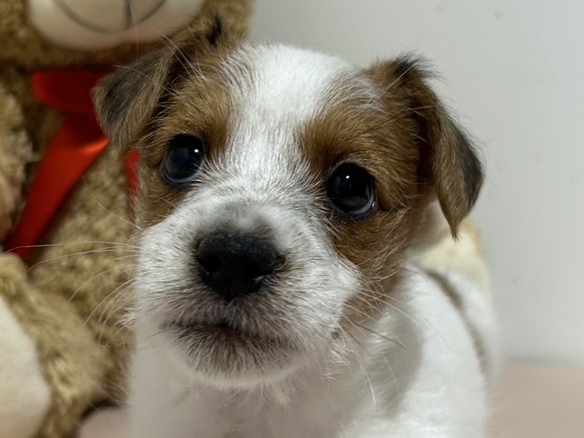 埼玉県のジャックラッセルテリア (ペッツワン羽生店/2025年11月29日生まれ/男の子/タンホワイト)の子犬