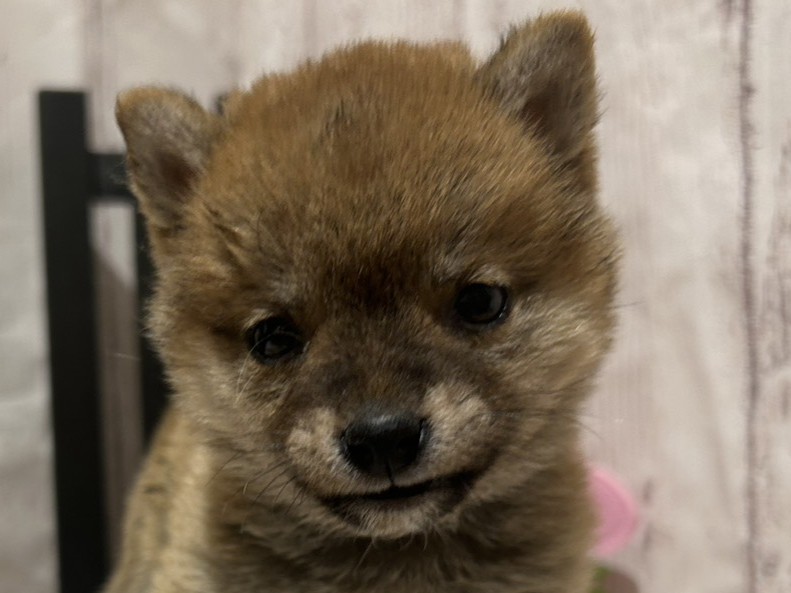 埼玉県の豆柴 (ペッツワン羽生店/2025年12月2日生まれ/女の子/赤)の子犬の1枚目の画像