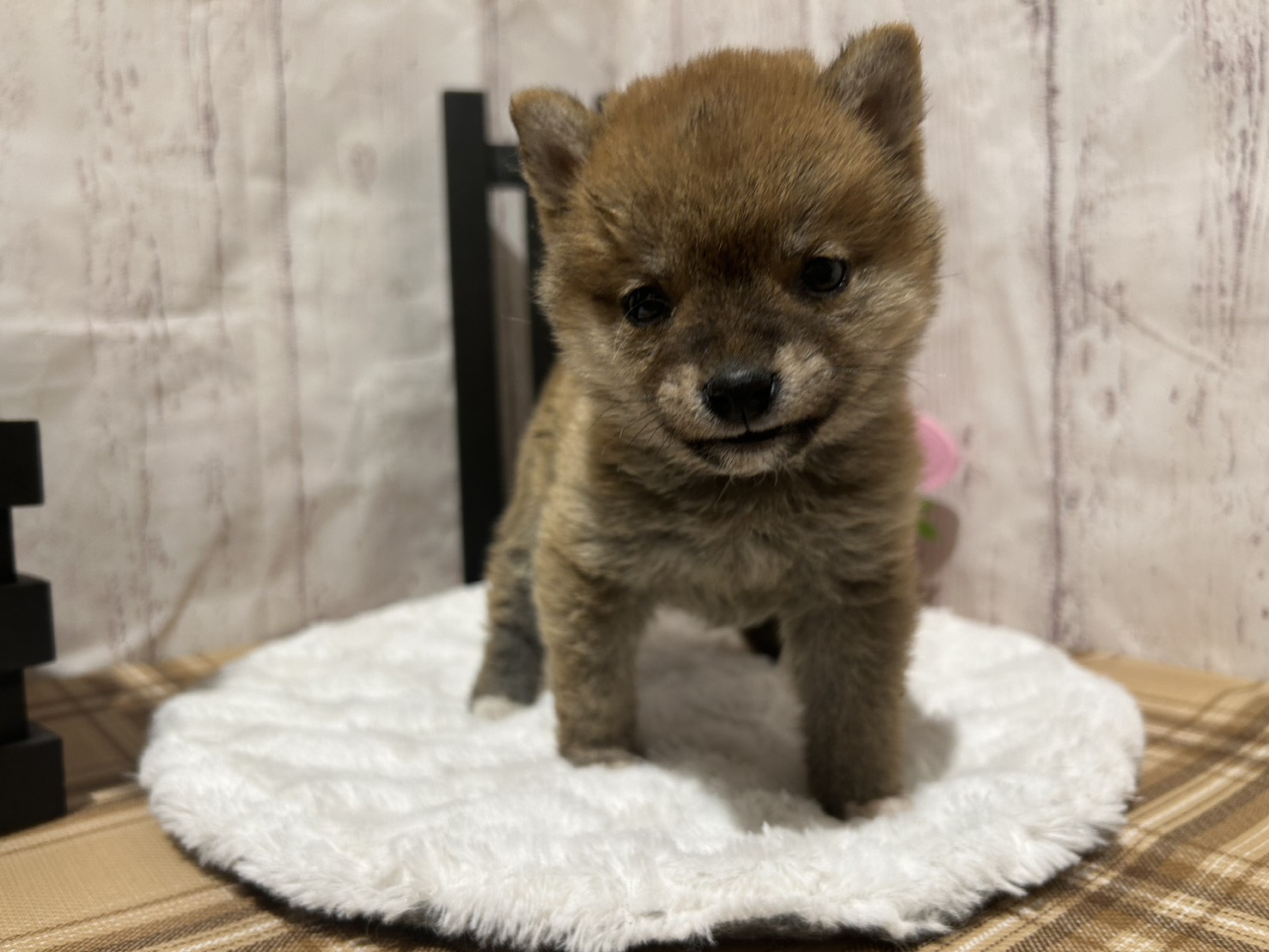 埼玉県の豆柴 (ペッツワン羽生店/2025年12月2日生まれ/女の子/赤)の子犬の3枚目の画像