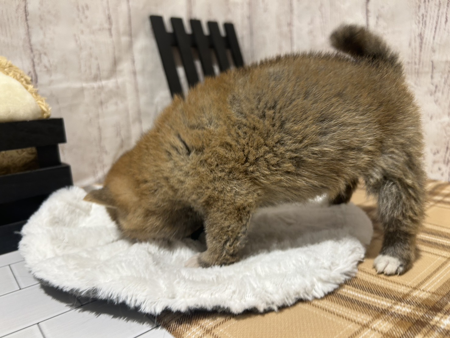 埼玉県の豆柴 (ペッツワン羽生店/2025年12月2日生まれ/女の子/赤)の子犬の2枚目の画像