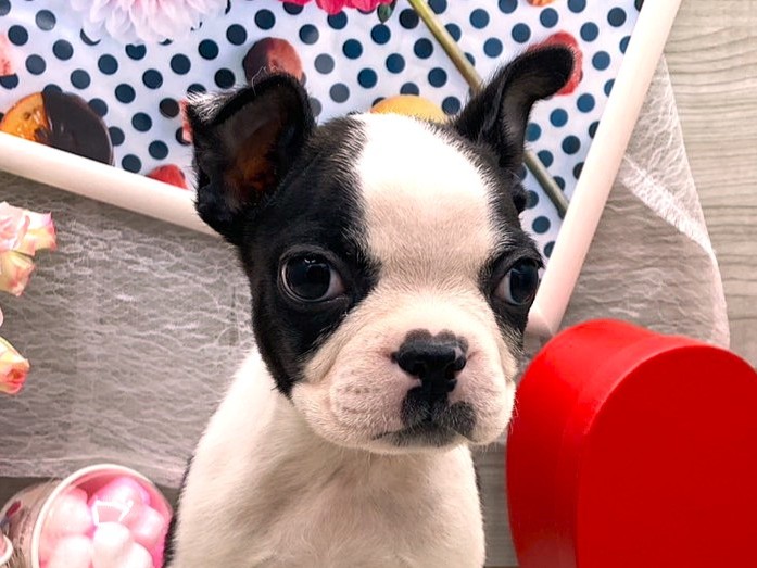 京都府のボストンテリア (ペッツワン木津川店/2025年11月27日生まれ/男の子/ボストンカラー)の子犬