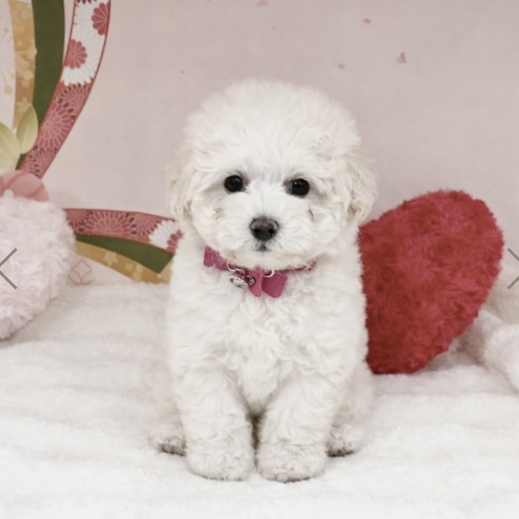 兵庫県のトイプードル(トイ) (ペッツワン神戸深江浜店/2025年11月23日生まれ/女の子/ペールホーン)の子犬