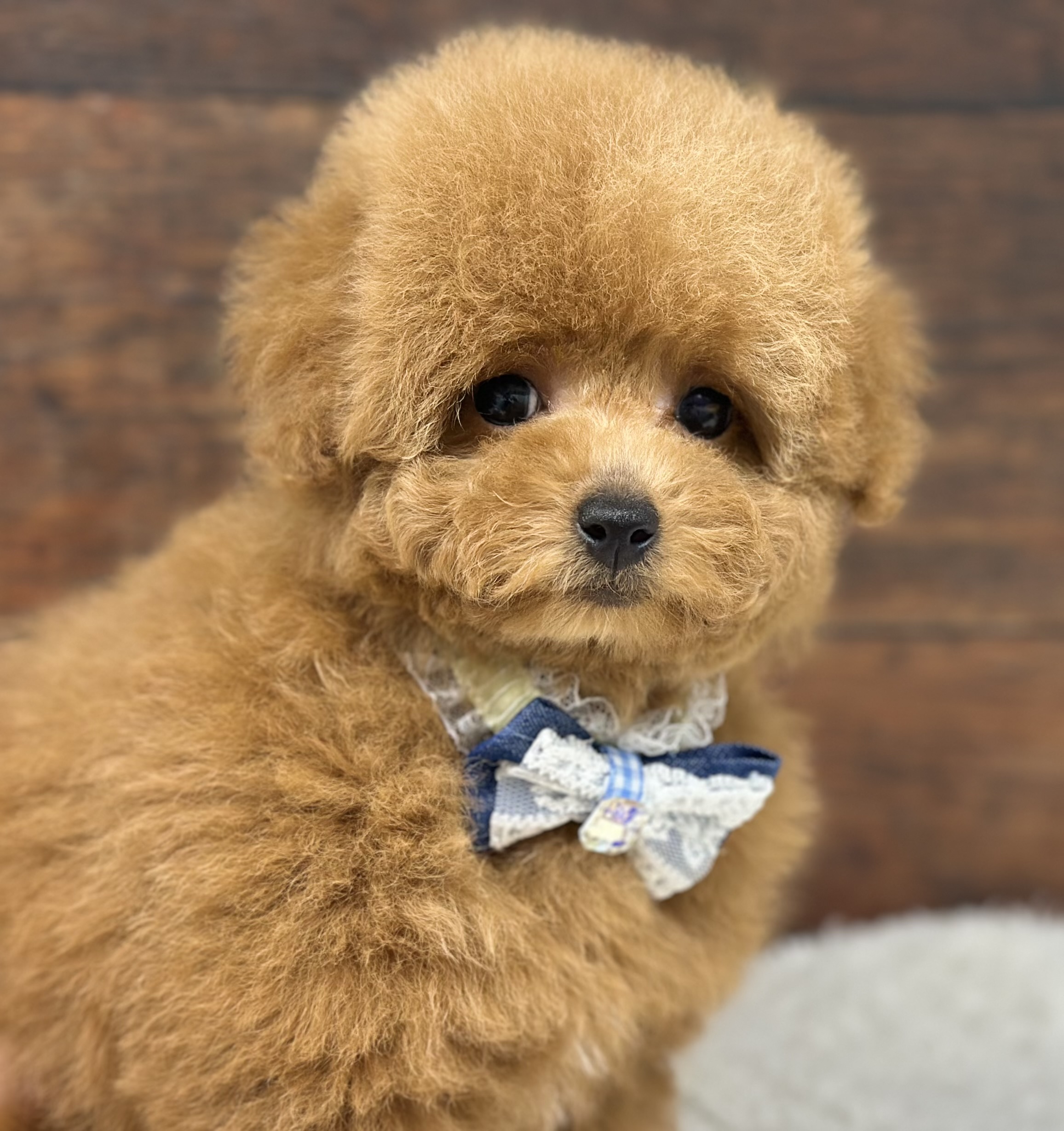 愛知県のトイプードル(トイ) (ペッツワン名古屋大高インター店/2025年11月12日生まれ/女の子/レッド)の子犬の3枚目の画像