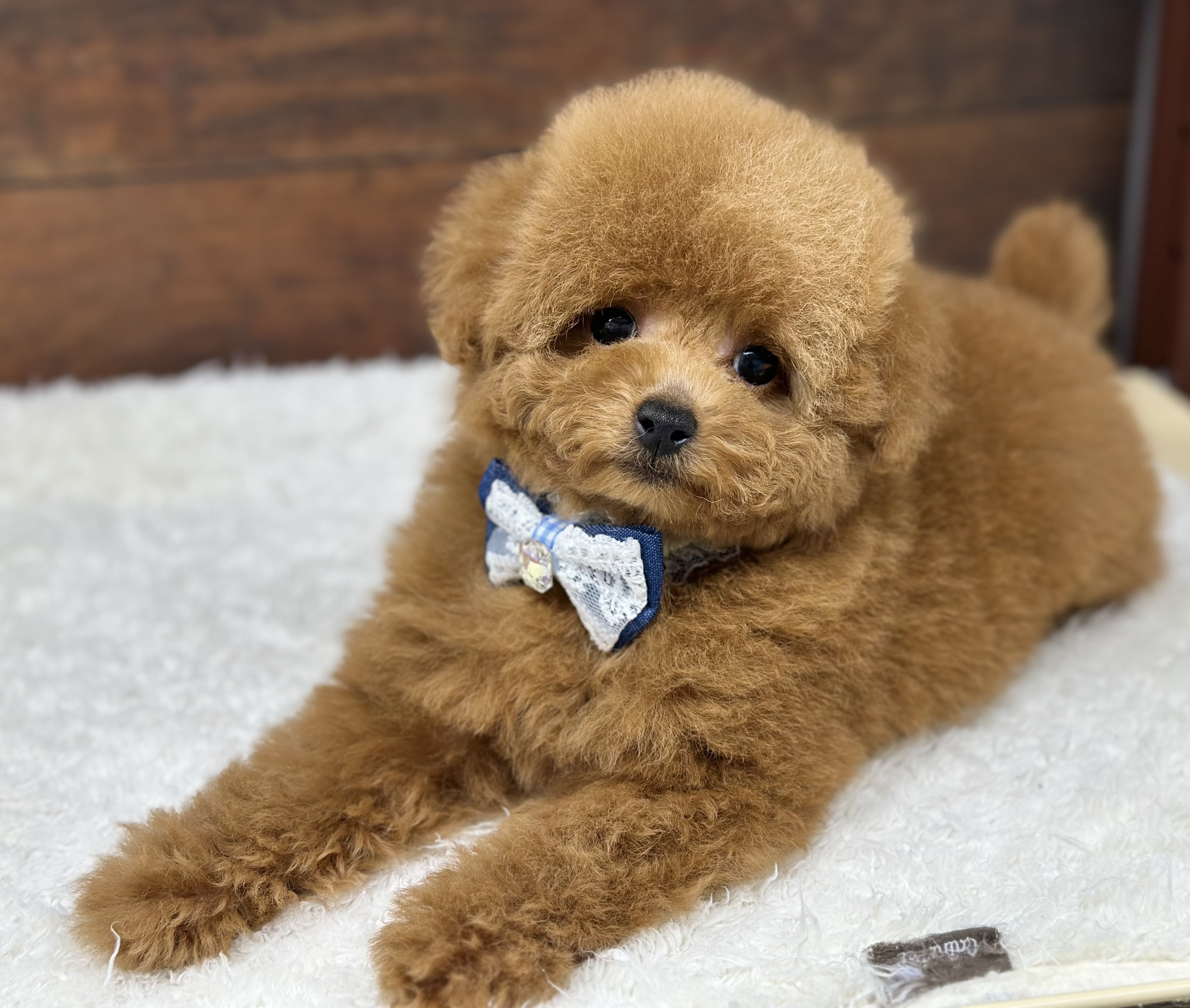 愛知県のトイプードル(トイ) (ペッツワン名古屋大高インター店/2025年11月12日生まれ/女の子/レッド)の子犬の2枚目の画像