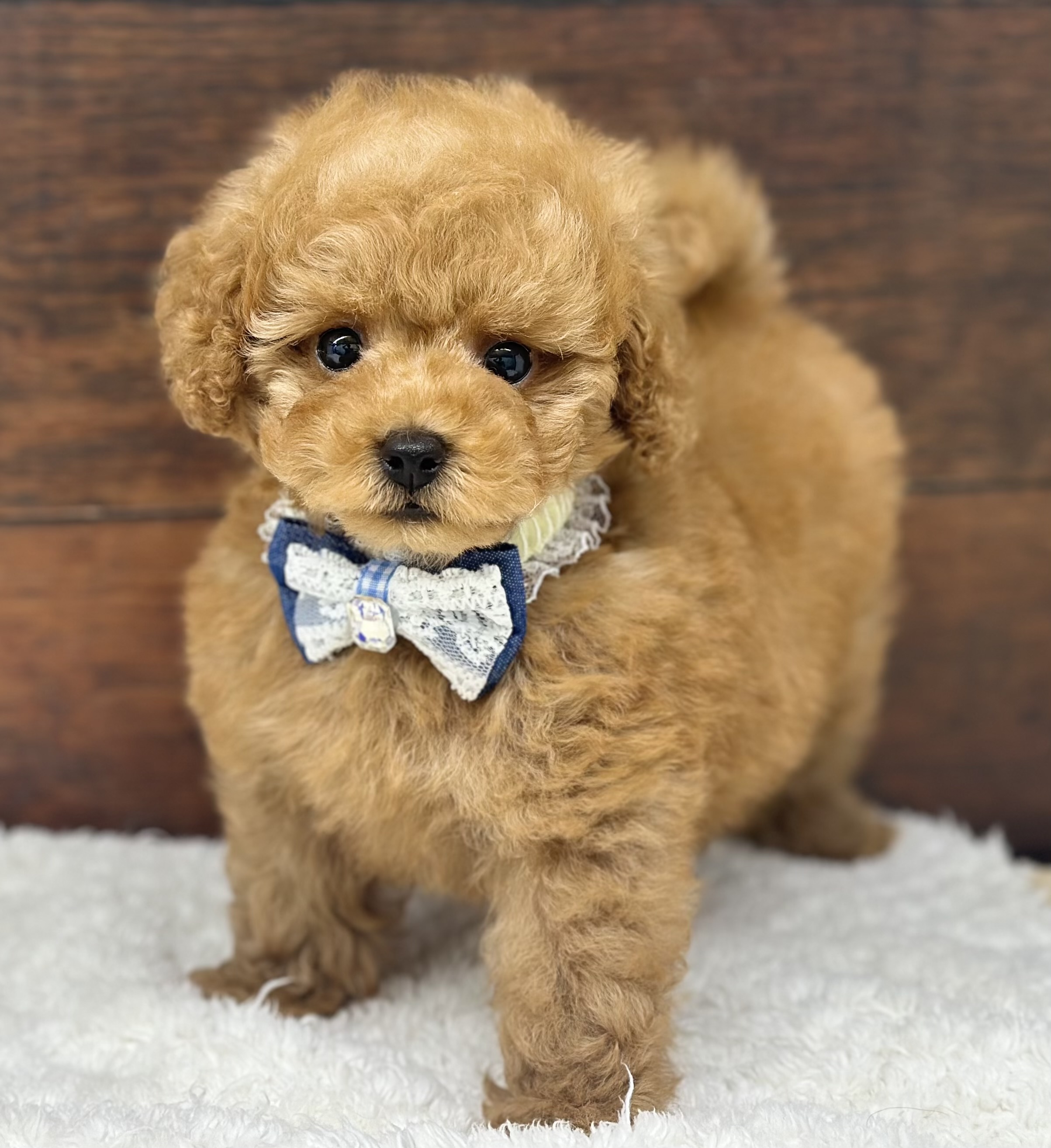 愛知県のトイプードル(トイ) (ペッツワン名古屋大高インター店/2025年11月26日生まれ/男の子/レッド)の子犬の2枚目の画像