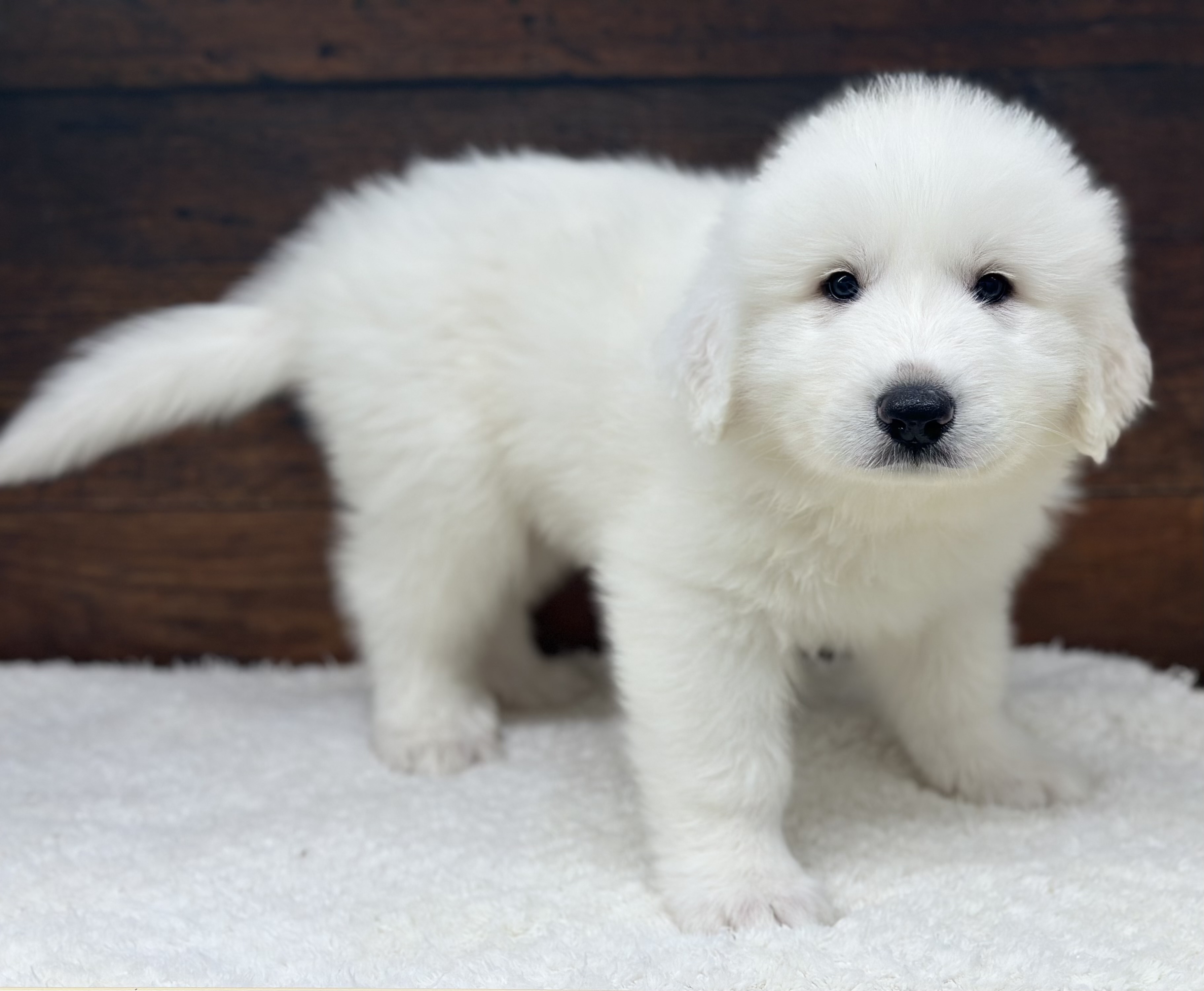 愛知県のグレートピレニーズ (ペッツワン名古屋大高インター店/2025年12月13日生まれ/女の子/ホワイト)の子犬の1枚目の画像