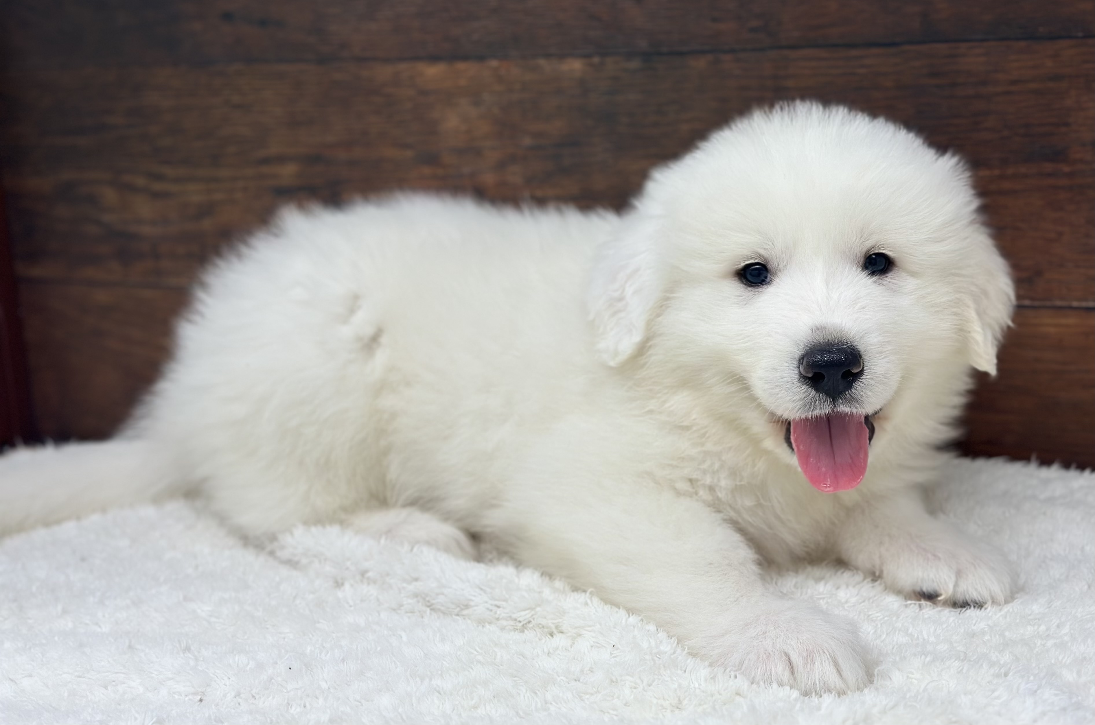 愛知県のグレートピレニーズ (ペッツワン名古屋大高インター店/2025年12月13日生まれ/女の子/ホワイト)の子犬の2枚目の画像