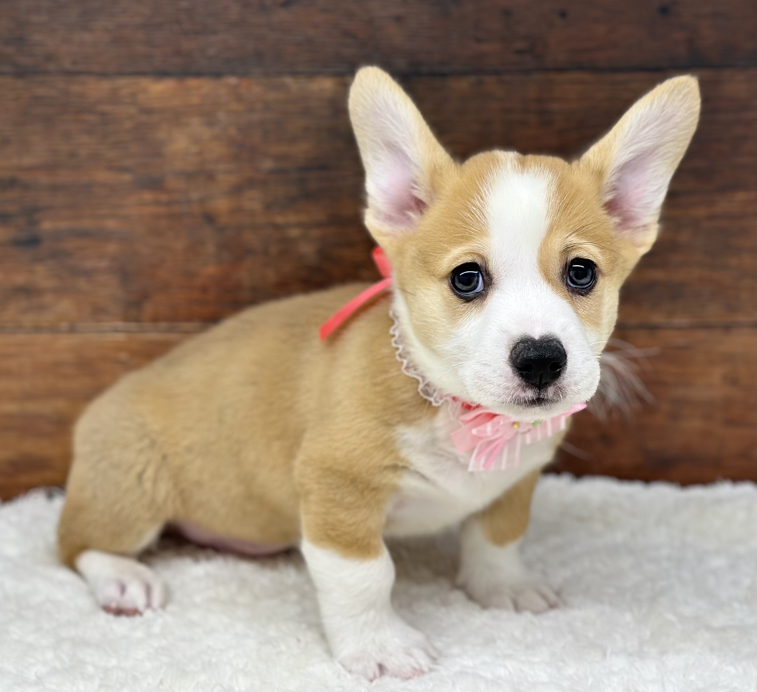 愛知県のウェルシュコーギーペンブローク (ペッツワン名古屋大高インター店/2025年12月5日生まれ/男の子/レッドホワイト)の子犬