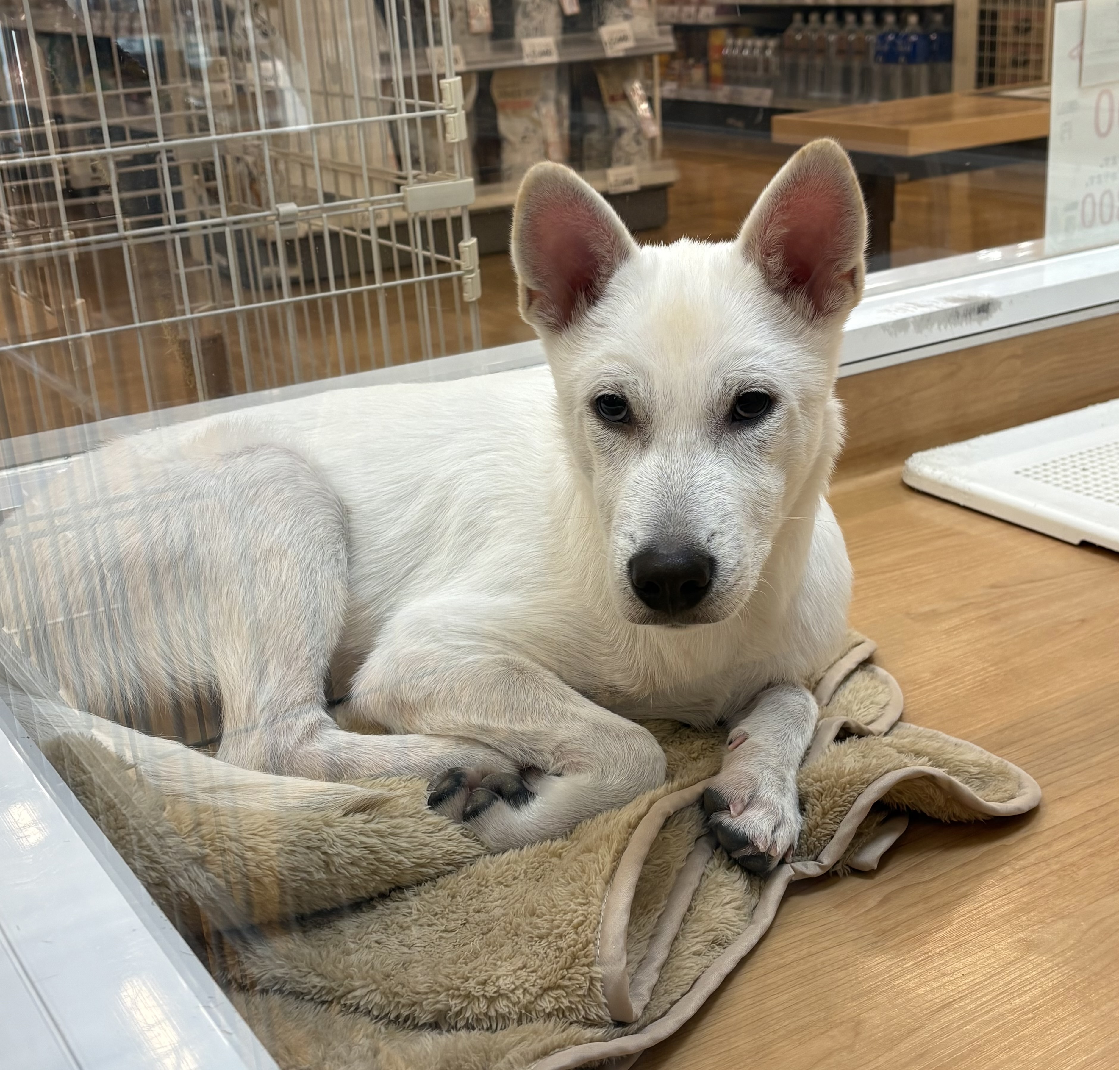 千葉県の紀州犬 (ペッツワン佐倉店/2025年9月12日生まれ/男の子/白)の子犬の3枚目の画像