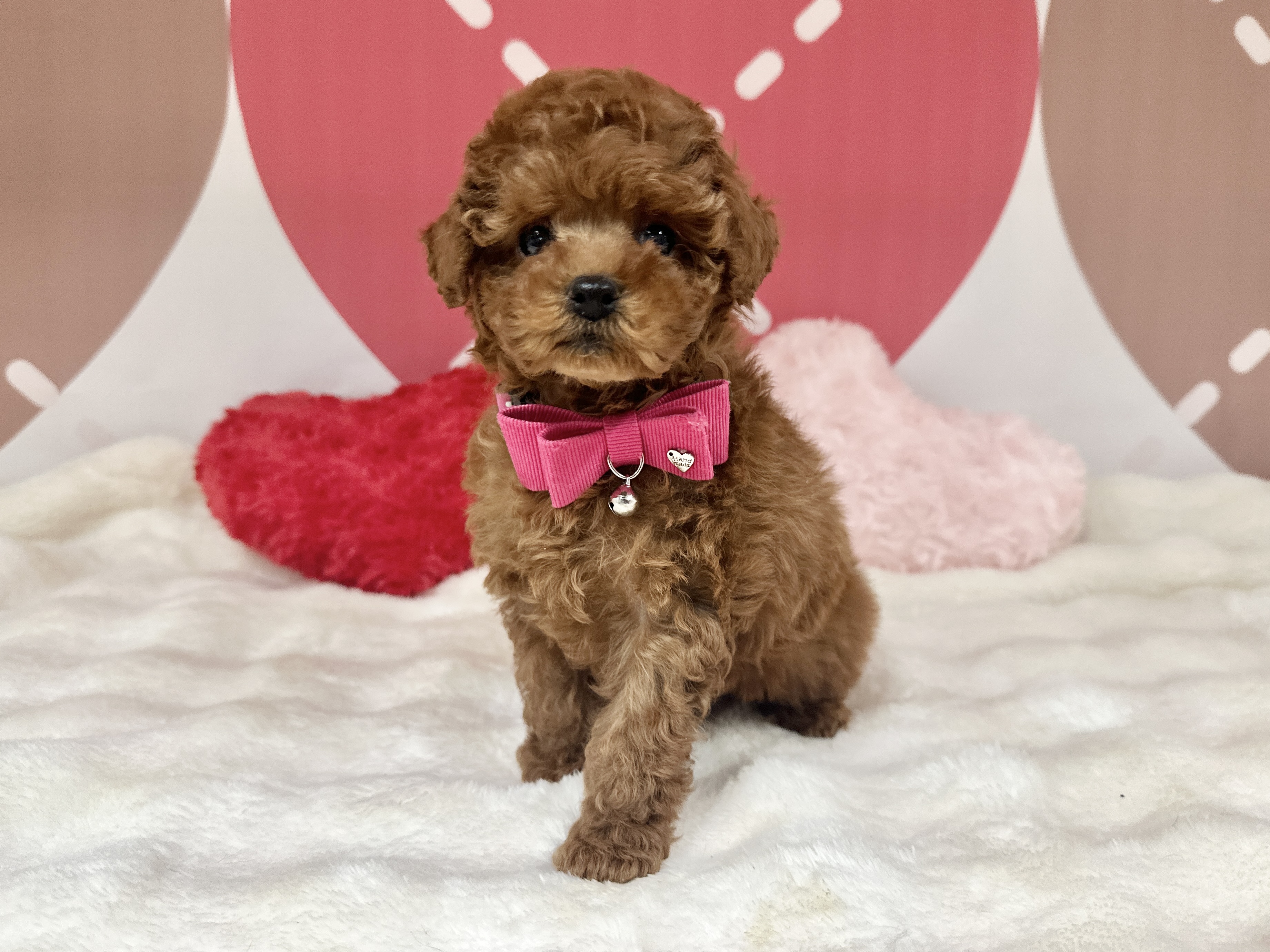 兵庫県のトイプードル(トイ) (ペッツワン神戸深江浜店/2025年12月3日生まれ/女の子/レッドフォーン)の子犬の3枚目の画像