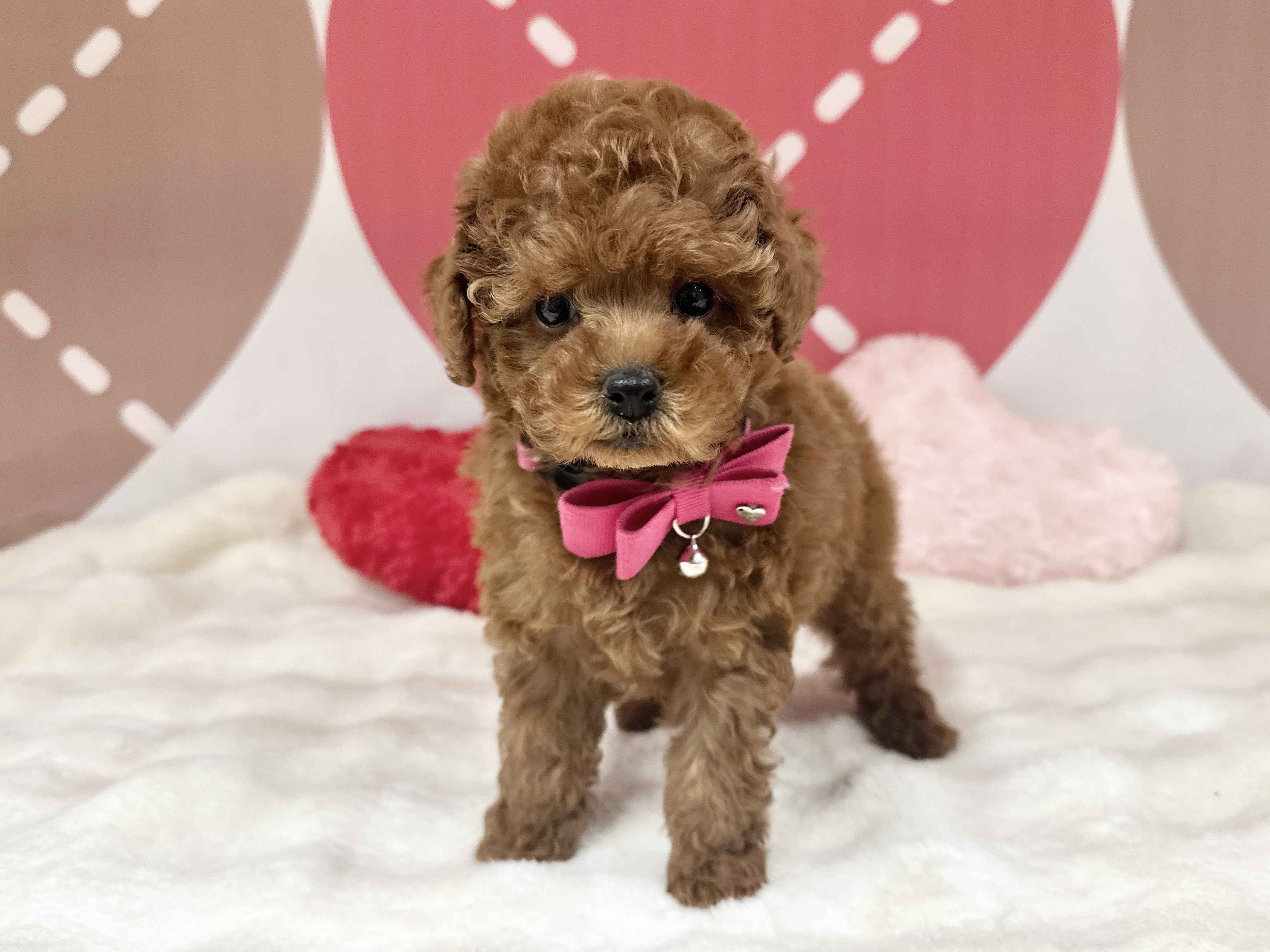 兵庫県のトイプードル(トイ) (ペッツワン神戸深江浜店/2025年12月3日生まれ/女の子/レッドフォーン)の子犬の2枚目の画像