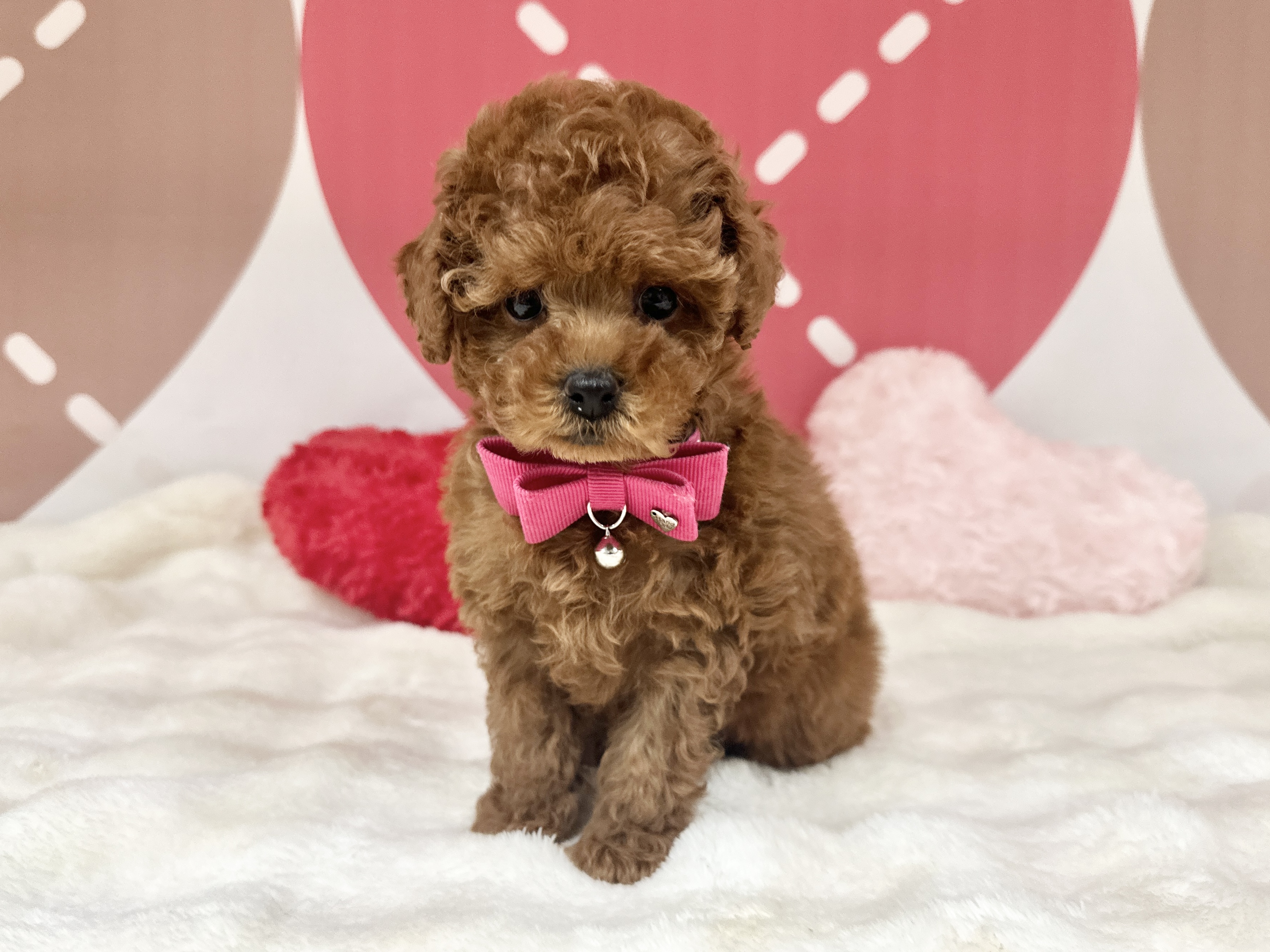 兵庫県のトイプードル(トイ) (ペッツワン神戸深江浜店/2025年12月3日生まれ/女の子/レッドフォーン)の子犬の1枚目の画像
