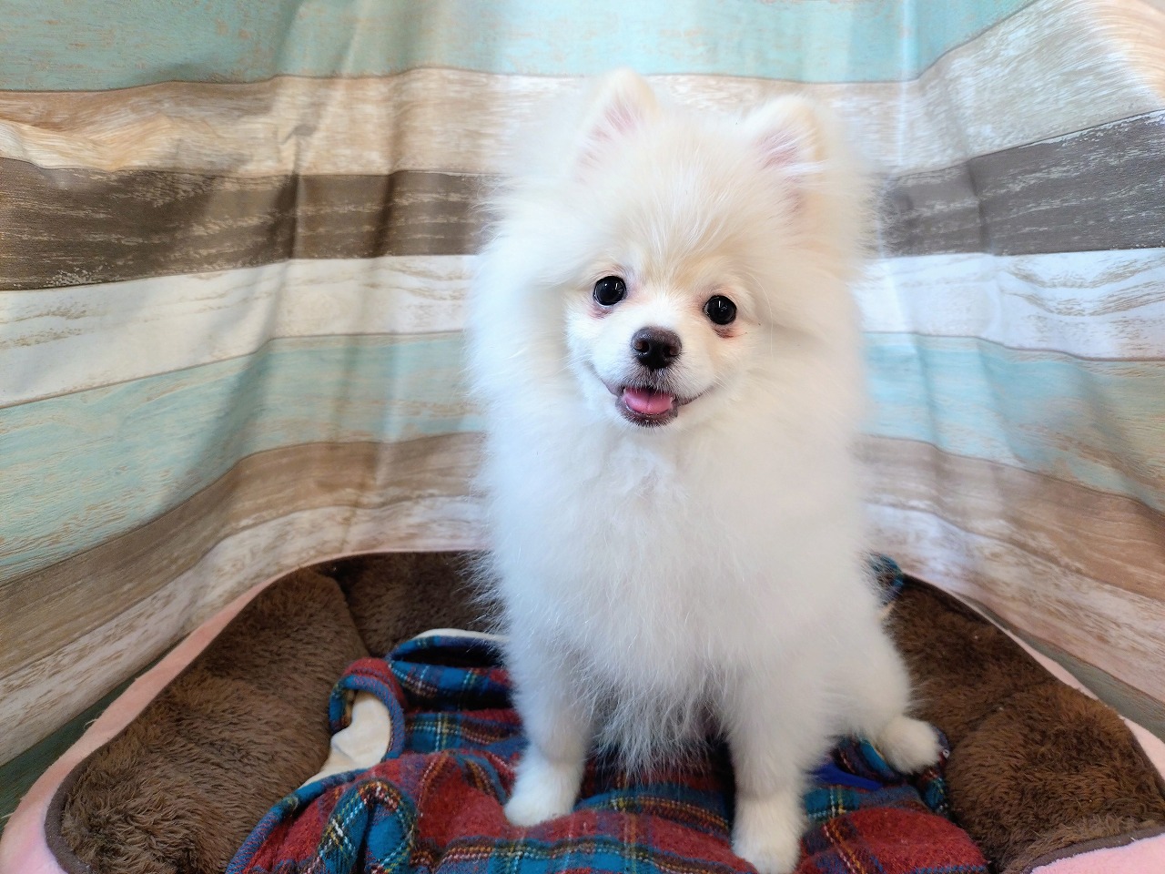 群馬県のポメラニアン (ペッツワン青柳店/2025年8月26日生まれ/男の子/クリーム)の子犬