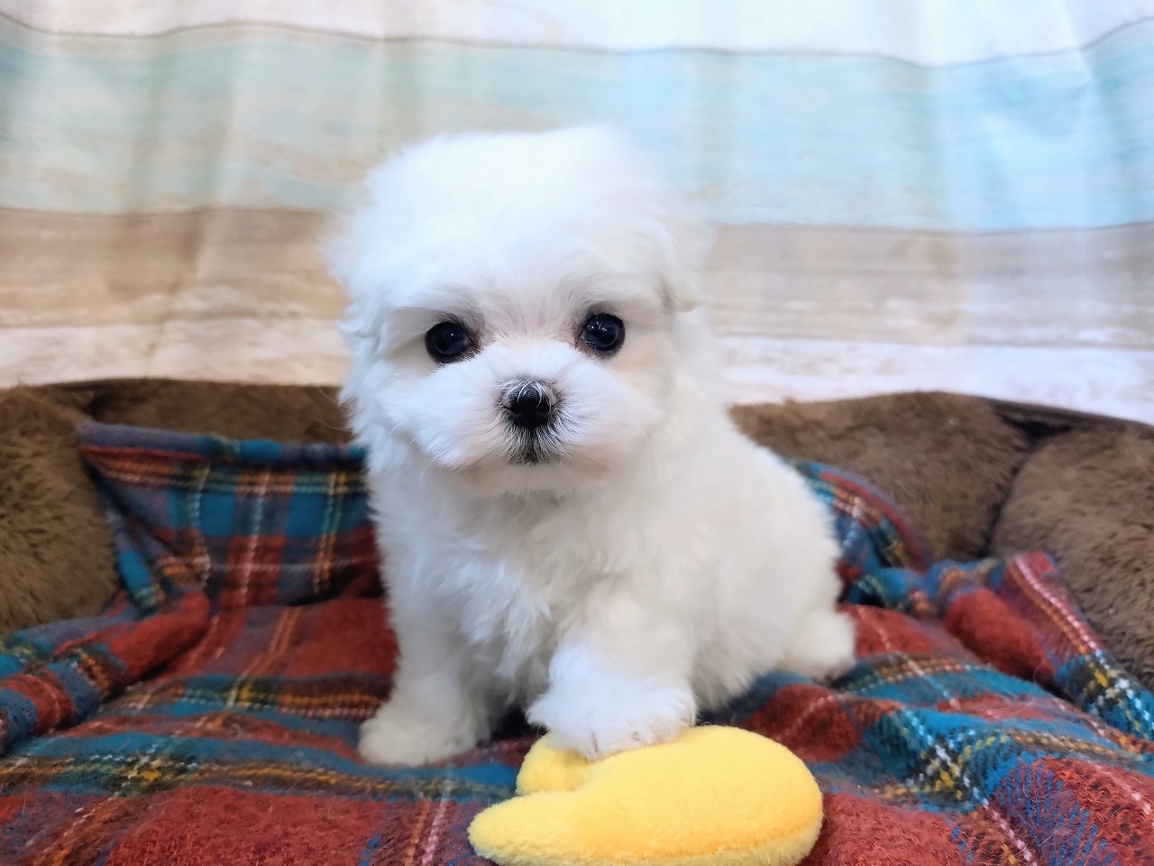 群馬県のマルチーズ (ペッツワン青柳店/2025年12月8日生まれ/女の子/ホワイト)の子犬の1枚目の画像