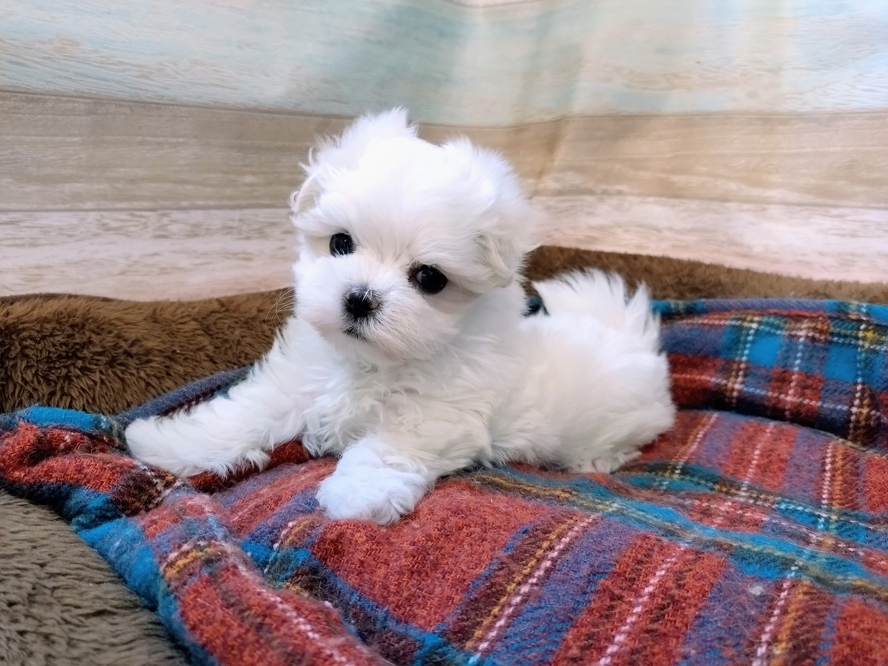 群馬県のマルチーズ (ペッツワン青柳店/2025年12月8日生まれ/女の子/ホワイト)の子犬の2枚目の画像