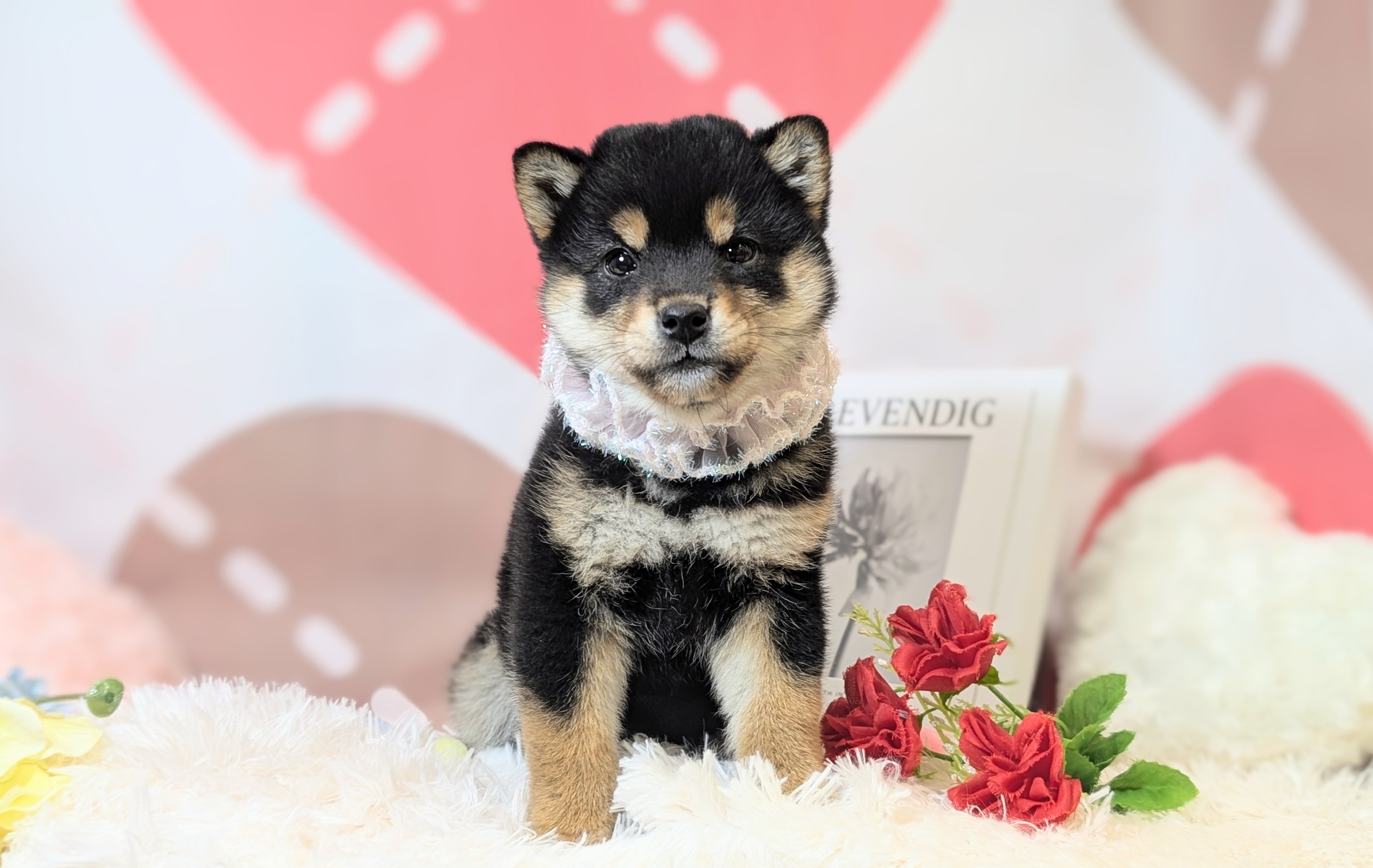 兵庫県の柴犬(標準サイズ) (ペッツワン神戸西神南店/2025年12月7日生まれ/女の子/黒)の子犬