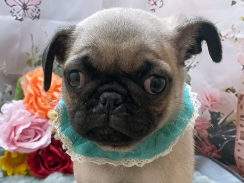 パグ - 太子店 | ペッツワン