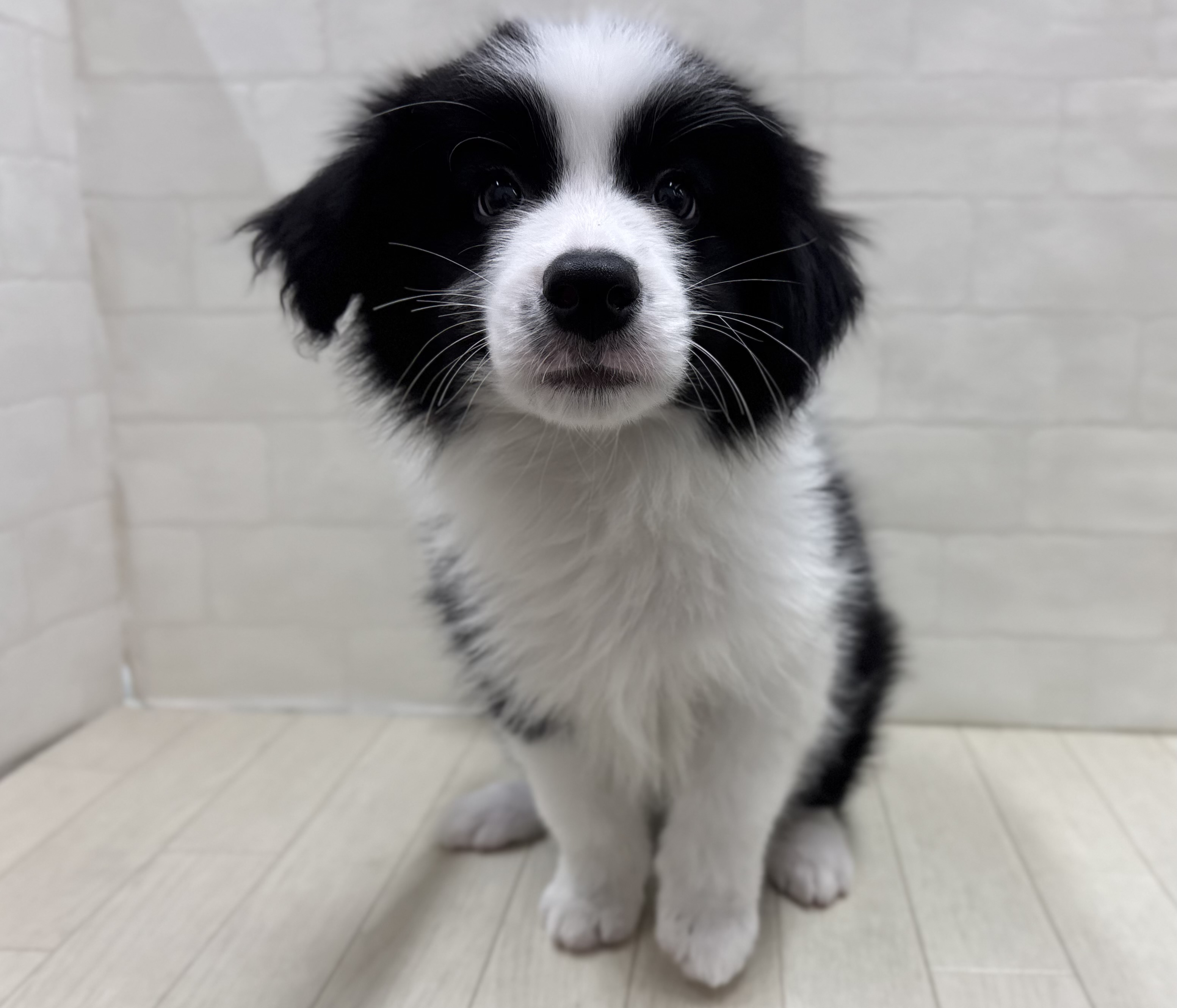 埼玉県のボーダーコリー (ペッツワン大利根店/2025年11月17日生まれ/男の子/ブラックホワイト)の子犬の1枚目の画像
