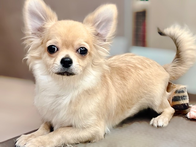 福島県のチワワ(ロング) (ペッツワン郡山富田店/2025年9月10日生まれ/男の子/フォーン)の子犬