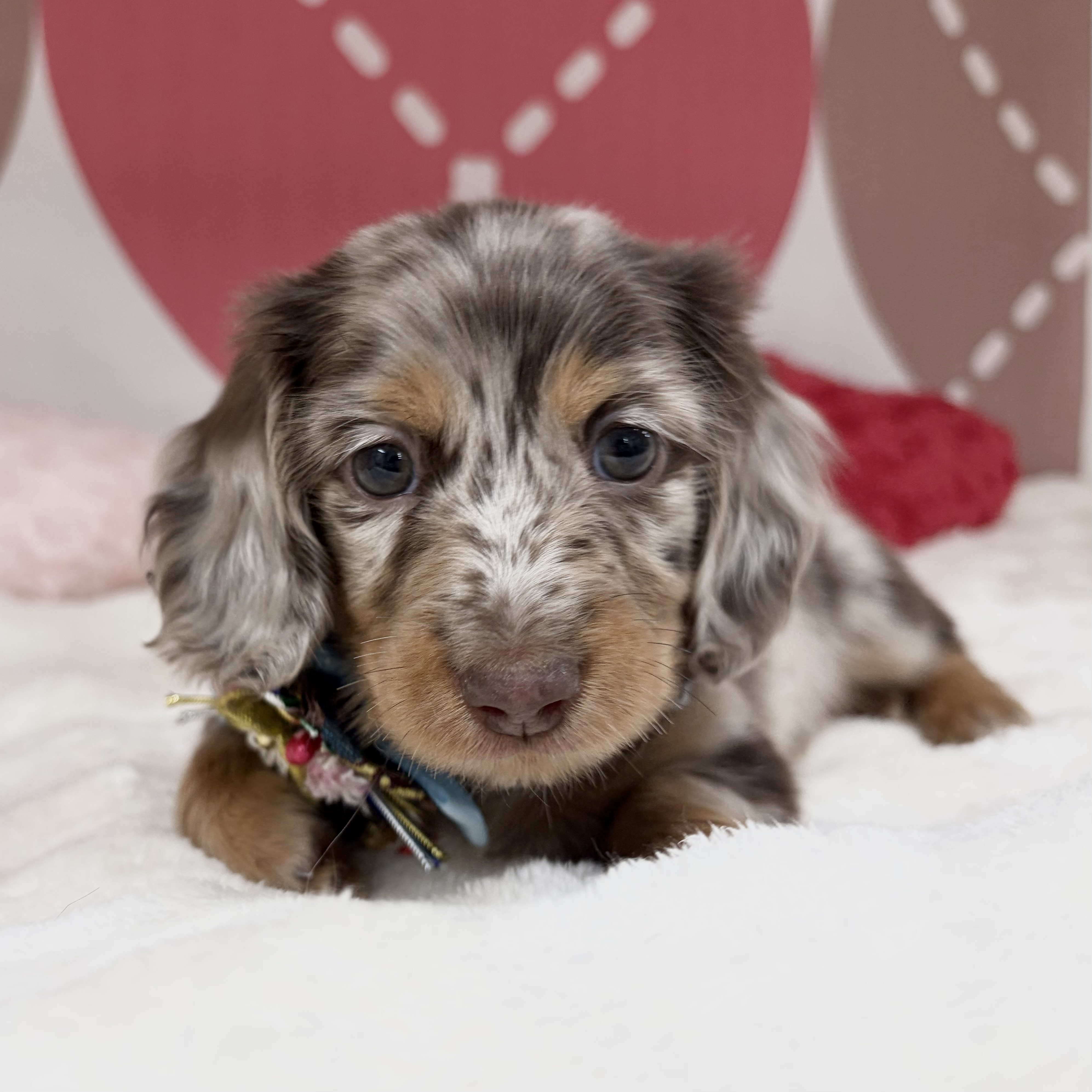 兵庫県のミニチュアダックスフンド(ロング) (ペッツワン神戸深江浜店/2025年12月10日生まれ/男の子/ブラウンダップル)の子犬